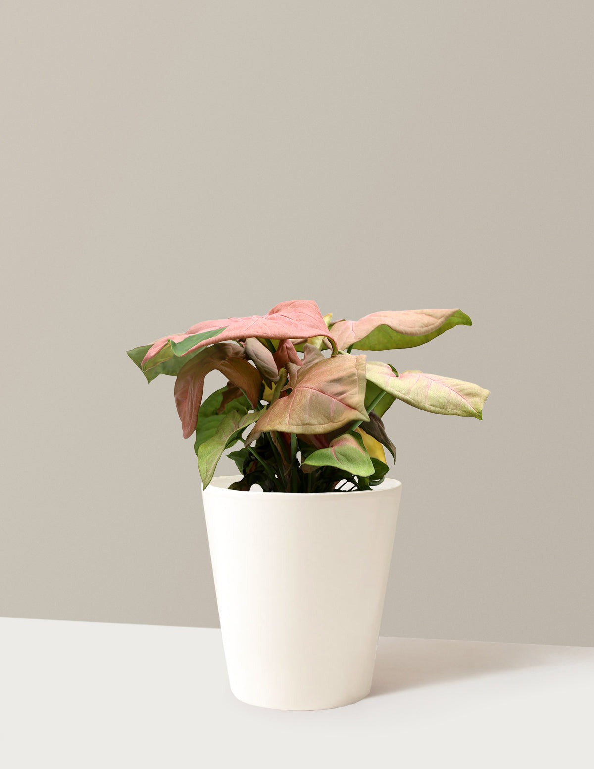 Pink Arrowhead Plant