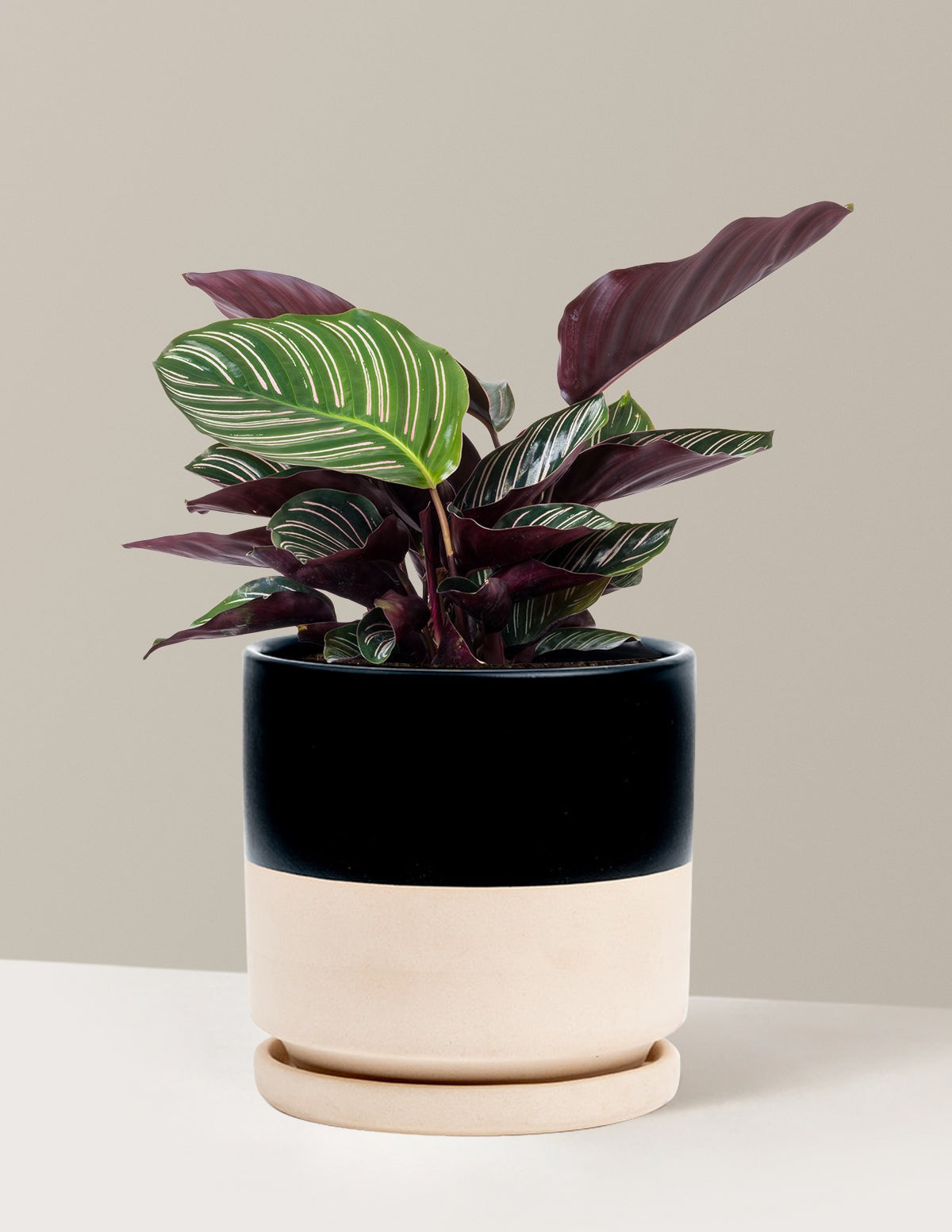 Calathea Pinstripe