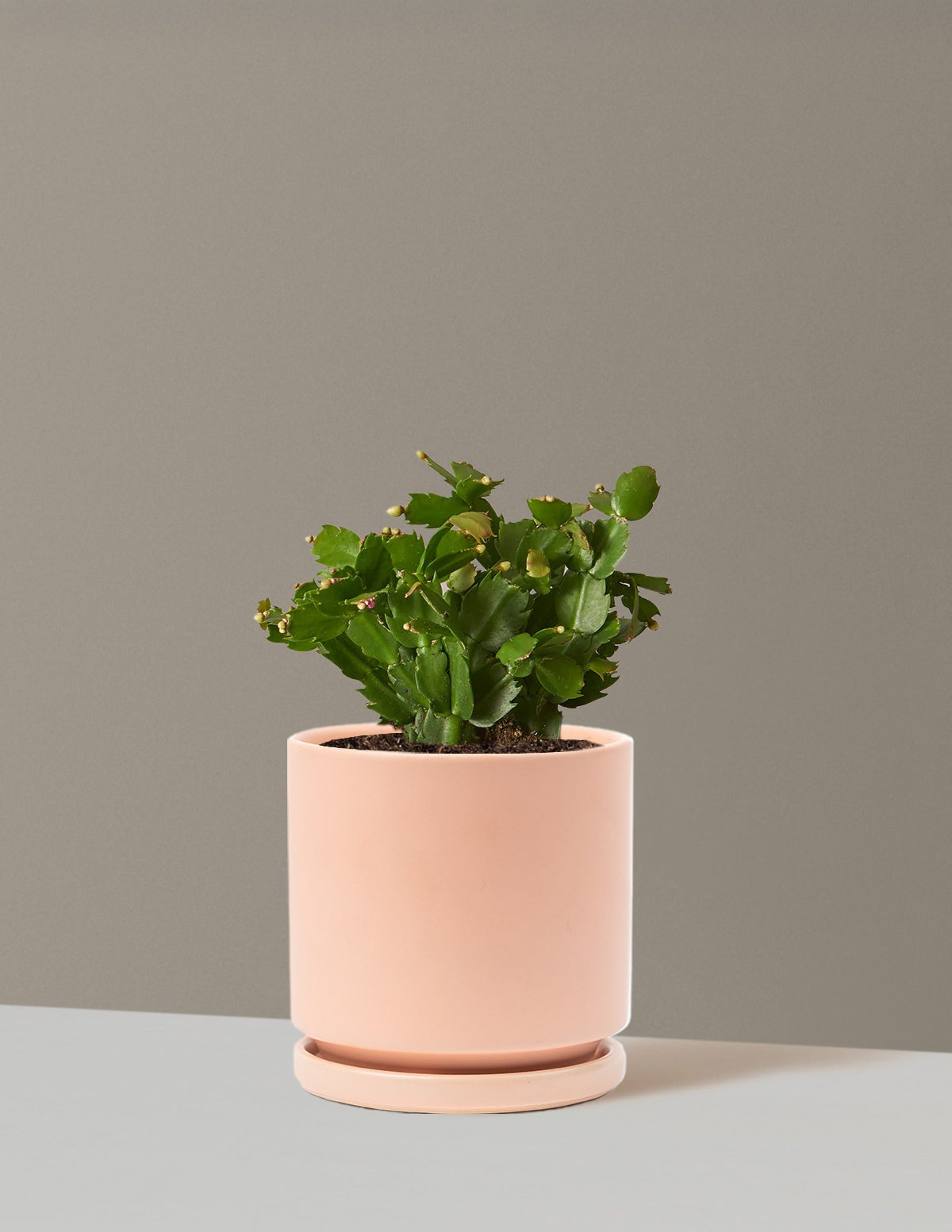 Blooming Cactus