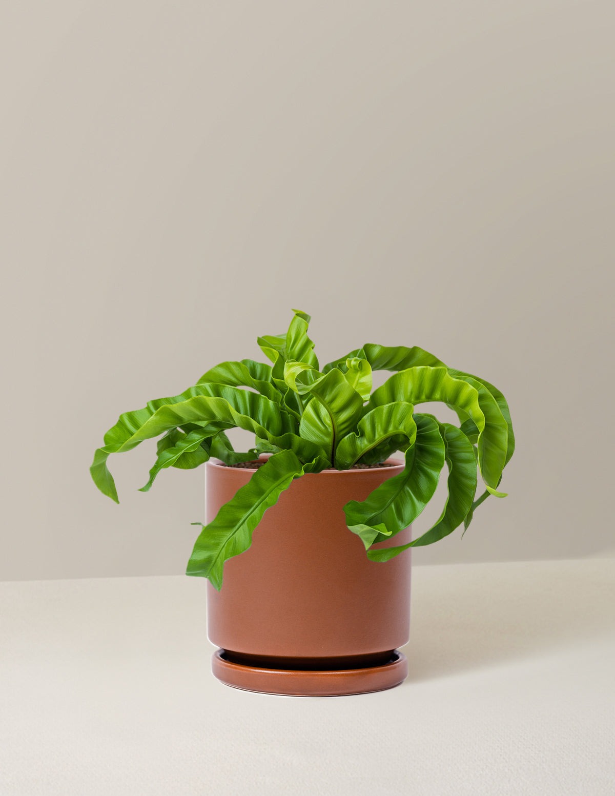 Hurricane Fern