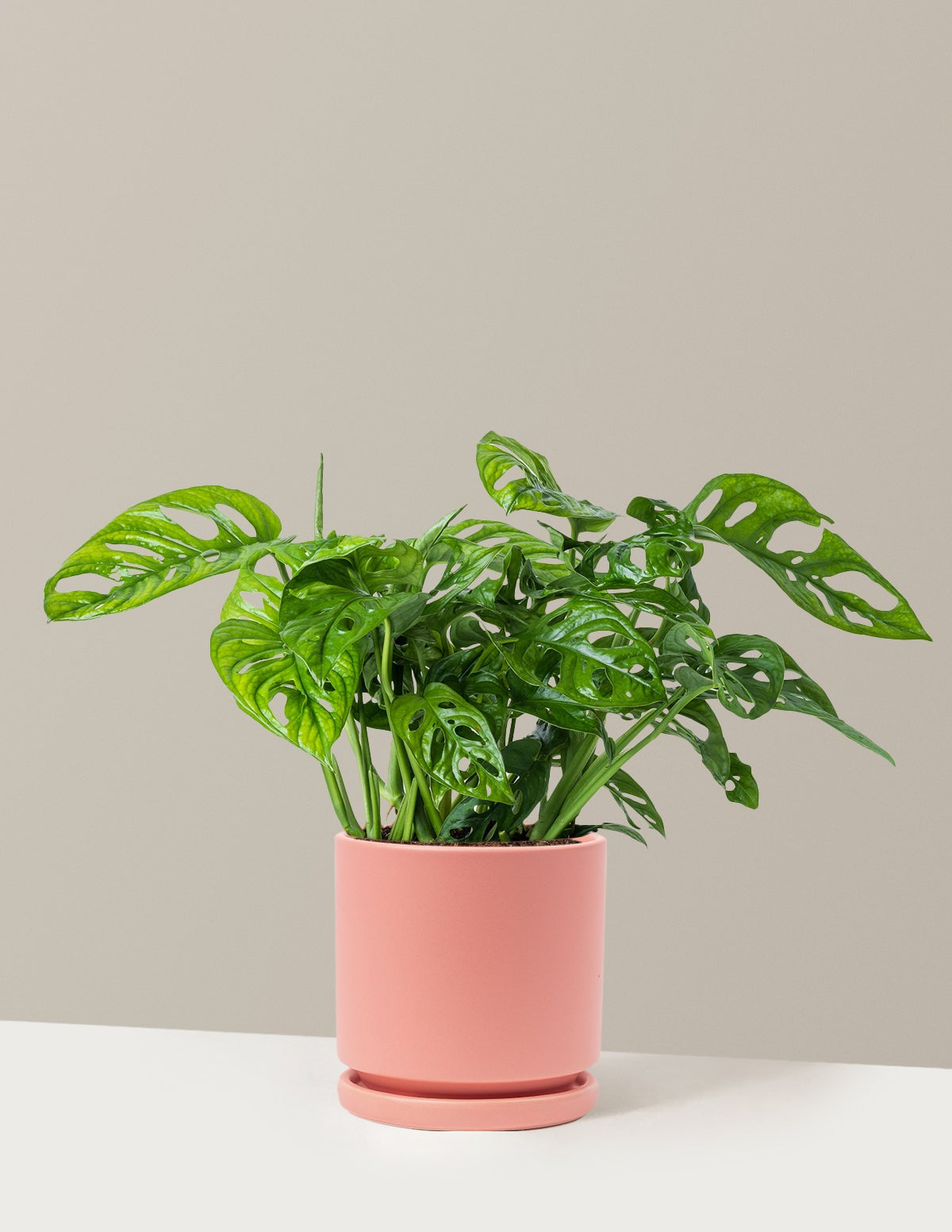 Monstera Adansonii