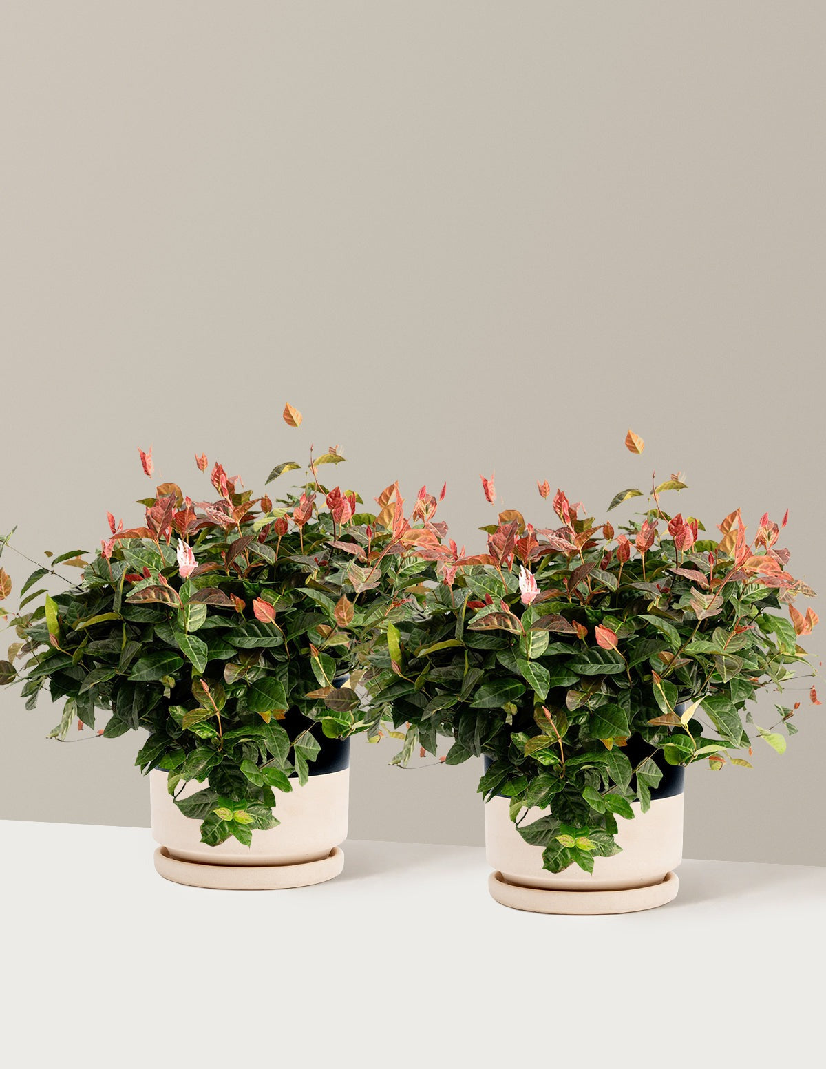 Snow-N-SummerTM Asiatic Jasmine