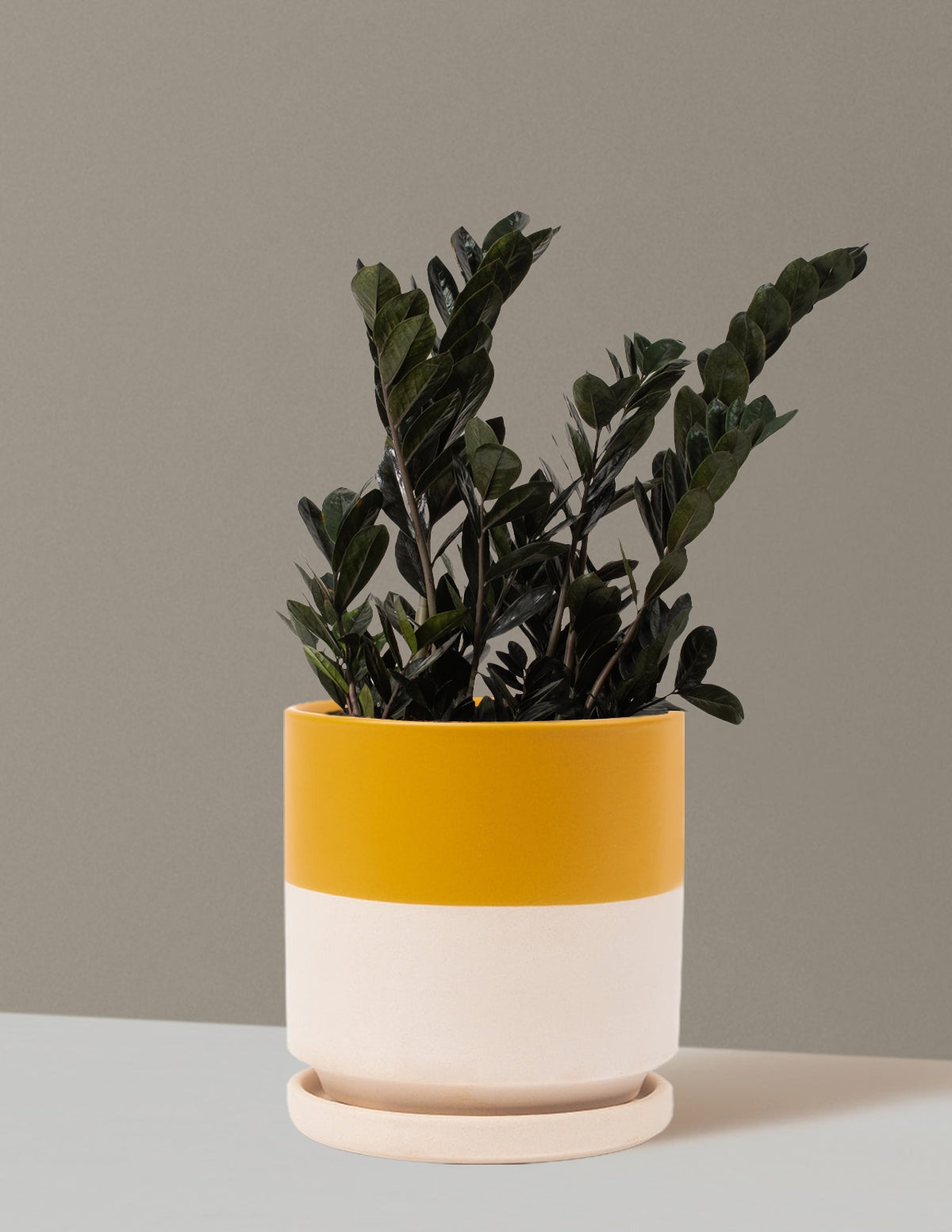 Black ZZ Plant