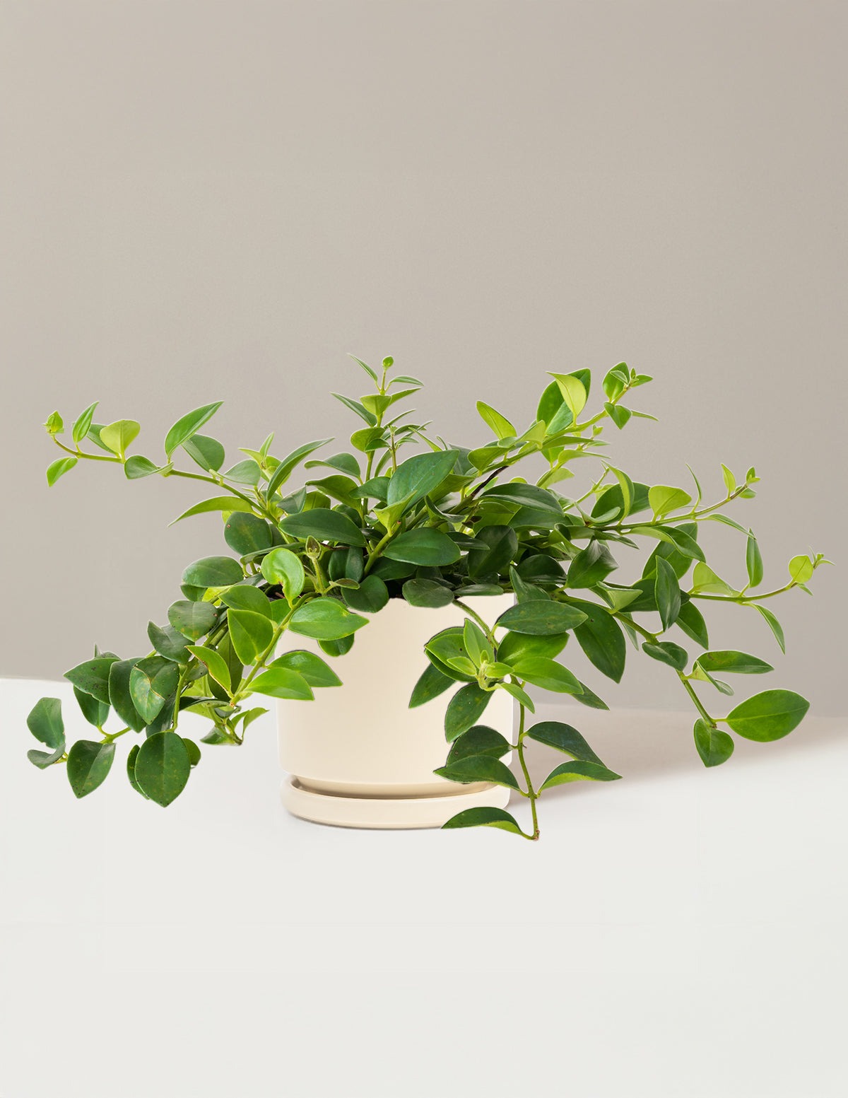 Lipstick Plant