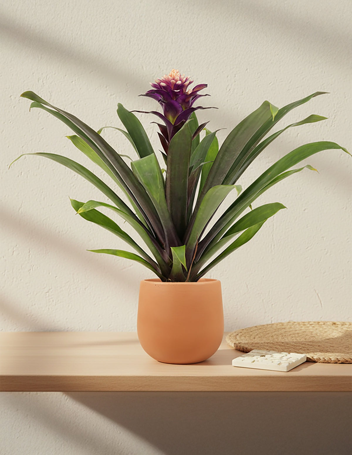 Bromeliad Guzmania Francesca