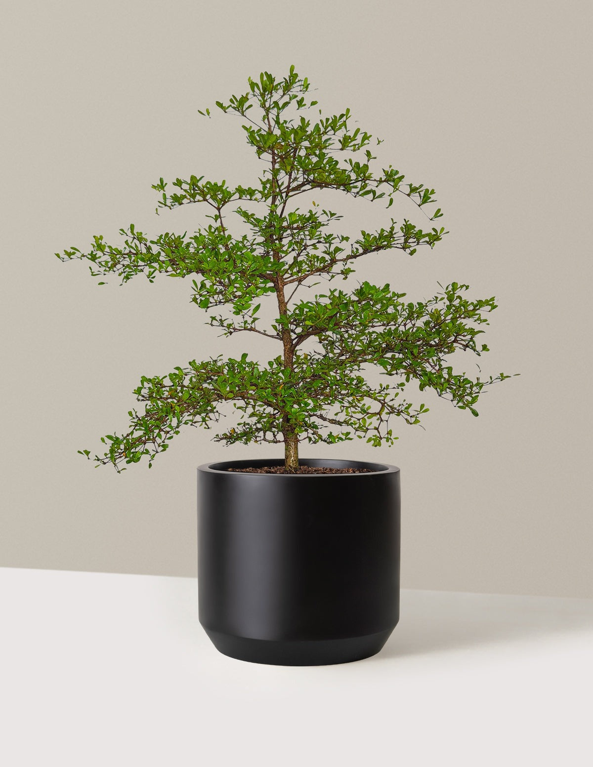 Black Olive Tree
