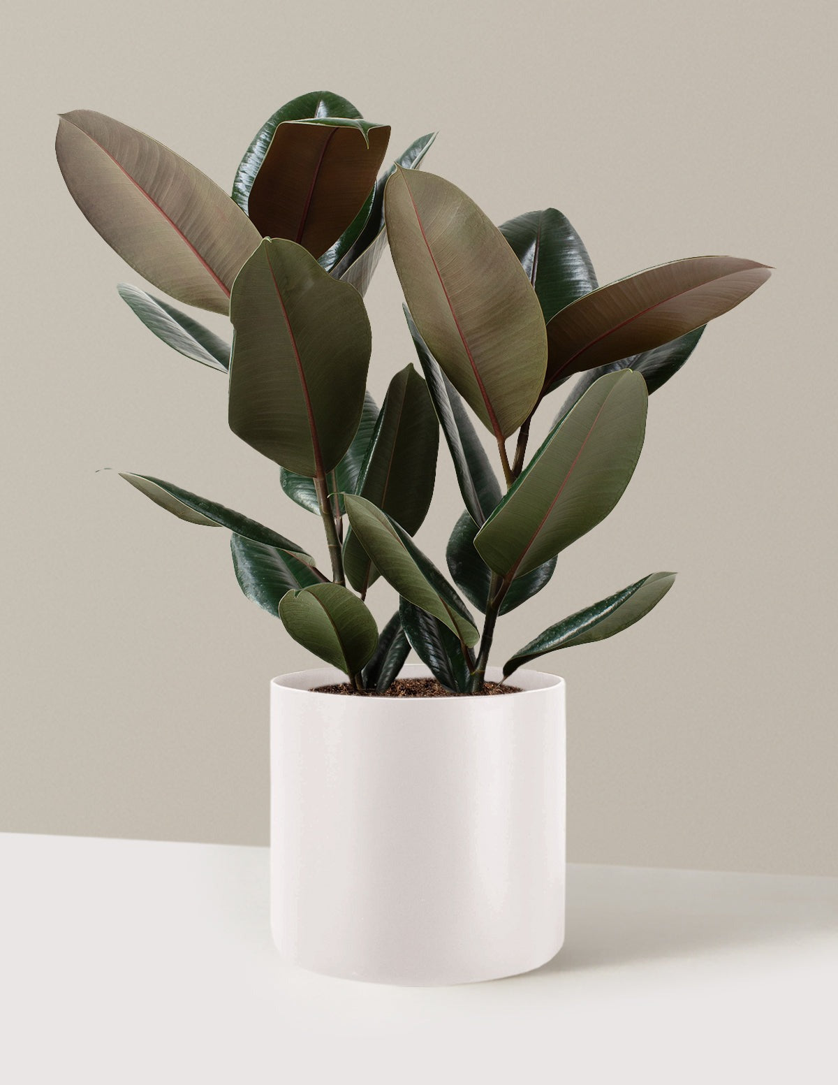 Ficus Burgundy Rubber Plant