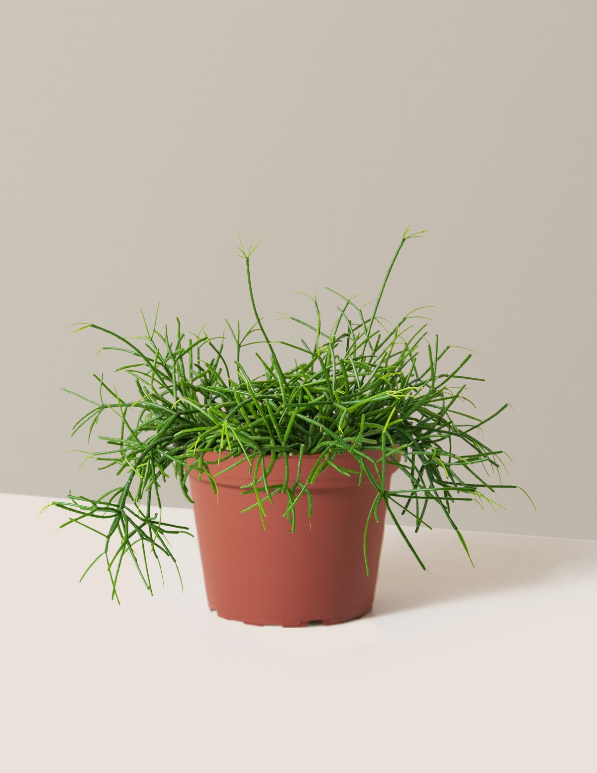 Mistletoe Cactus