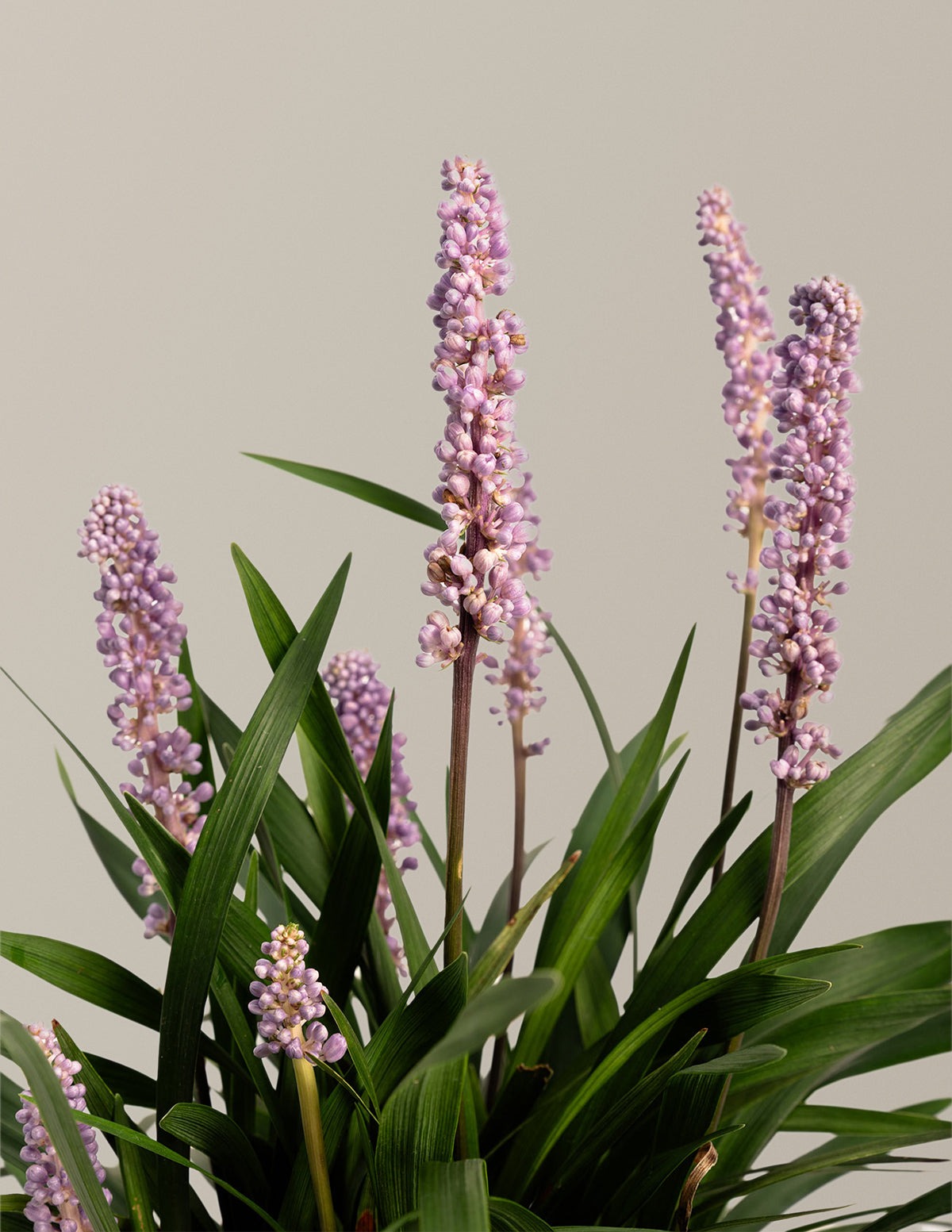 Purple ExplosionTM Lilyturf