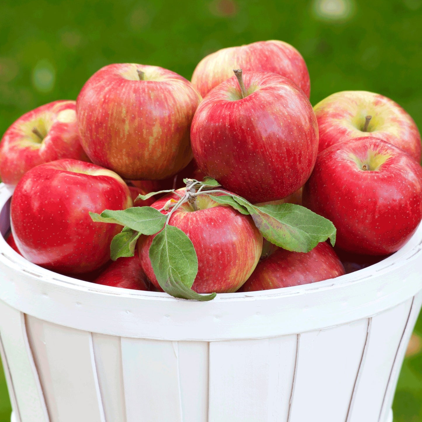 HoneycrispTM Apple Tree
