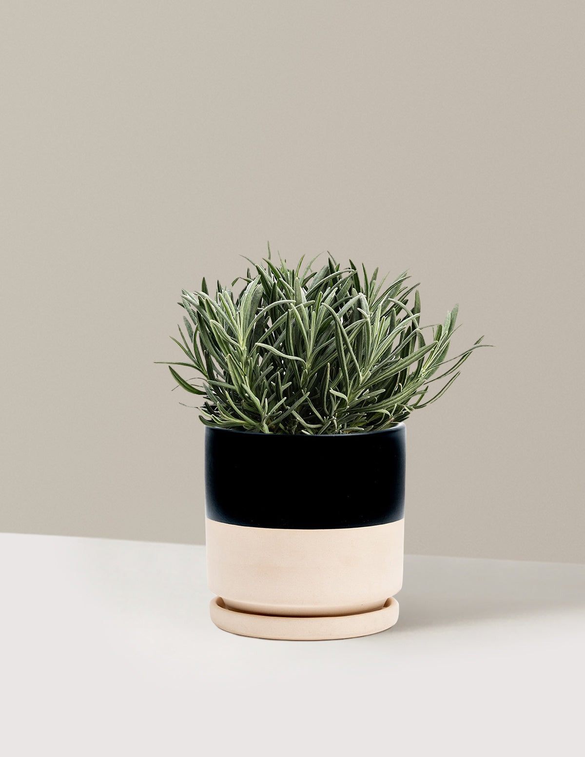 PhenomenalTM Lavender Plant