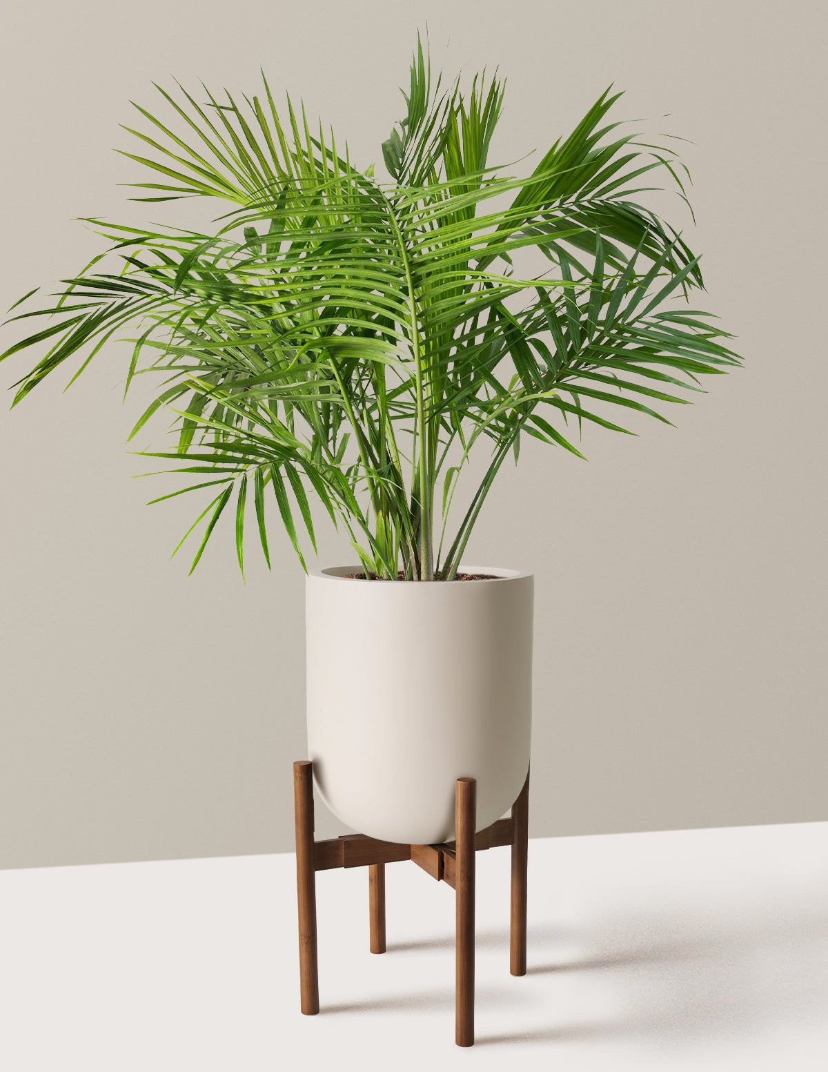 Large Majesty Palm