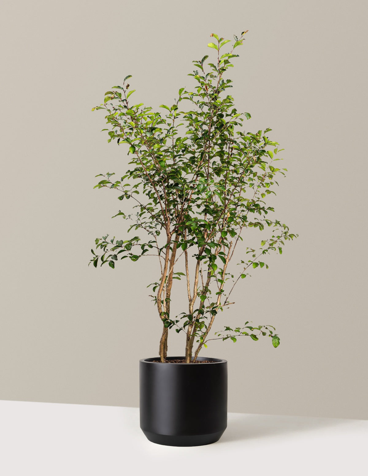 Tuscarora Crapemyrtle