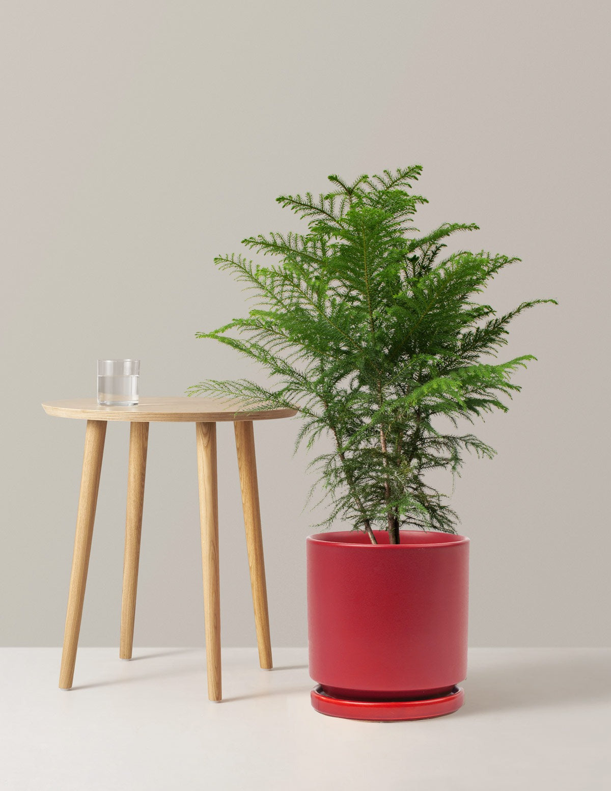 Norfolk Island Pine