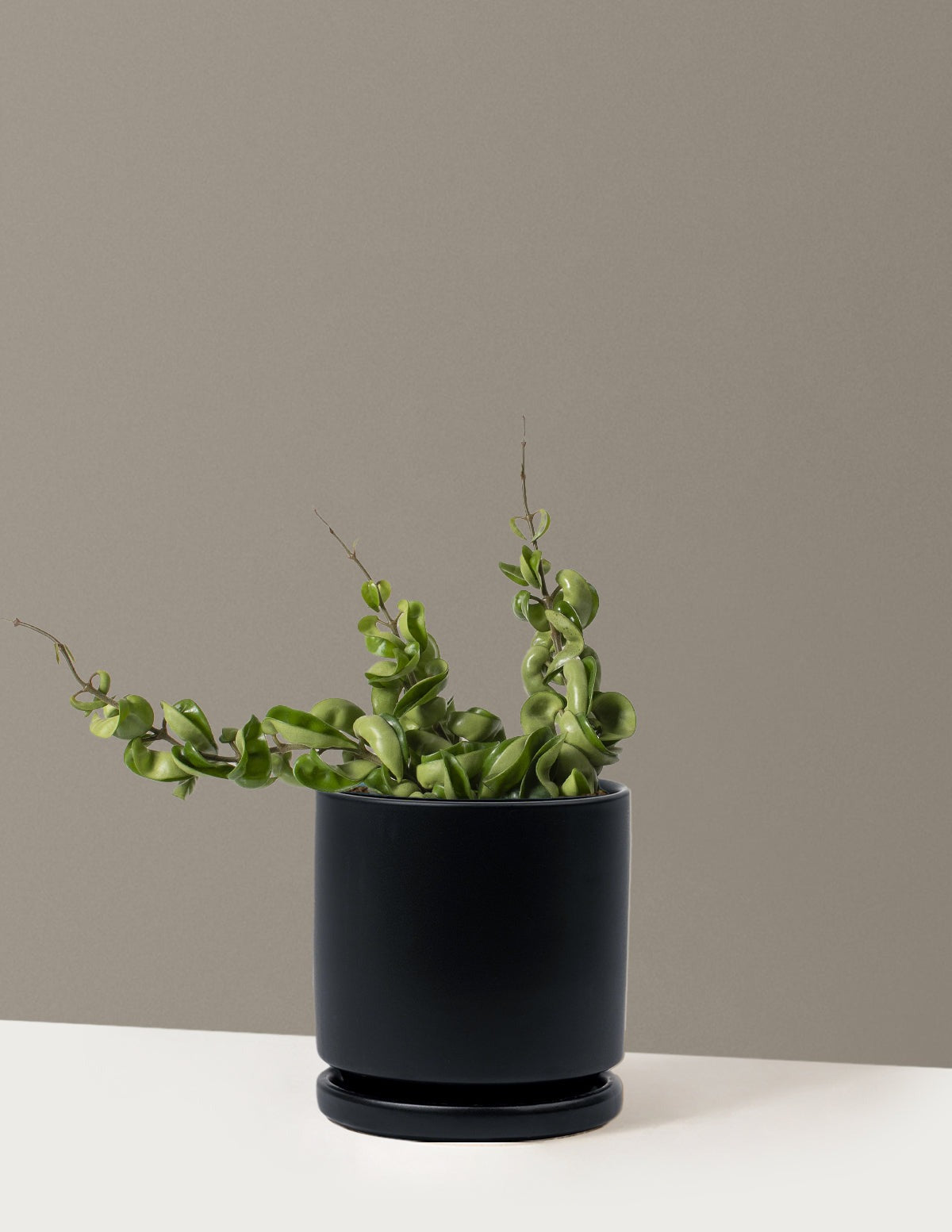 Hoya Rope