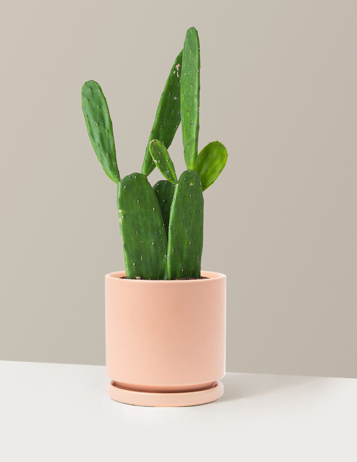 Prickly Pear Cactus