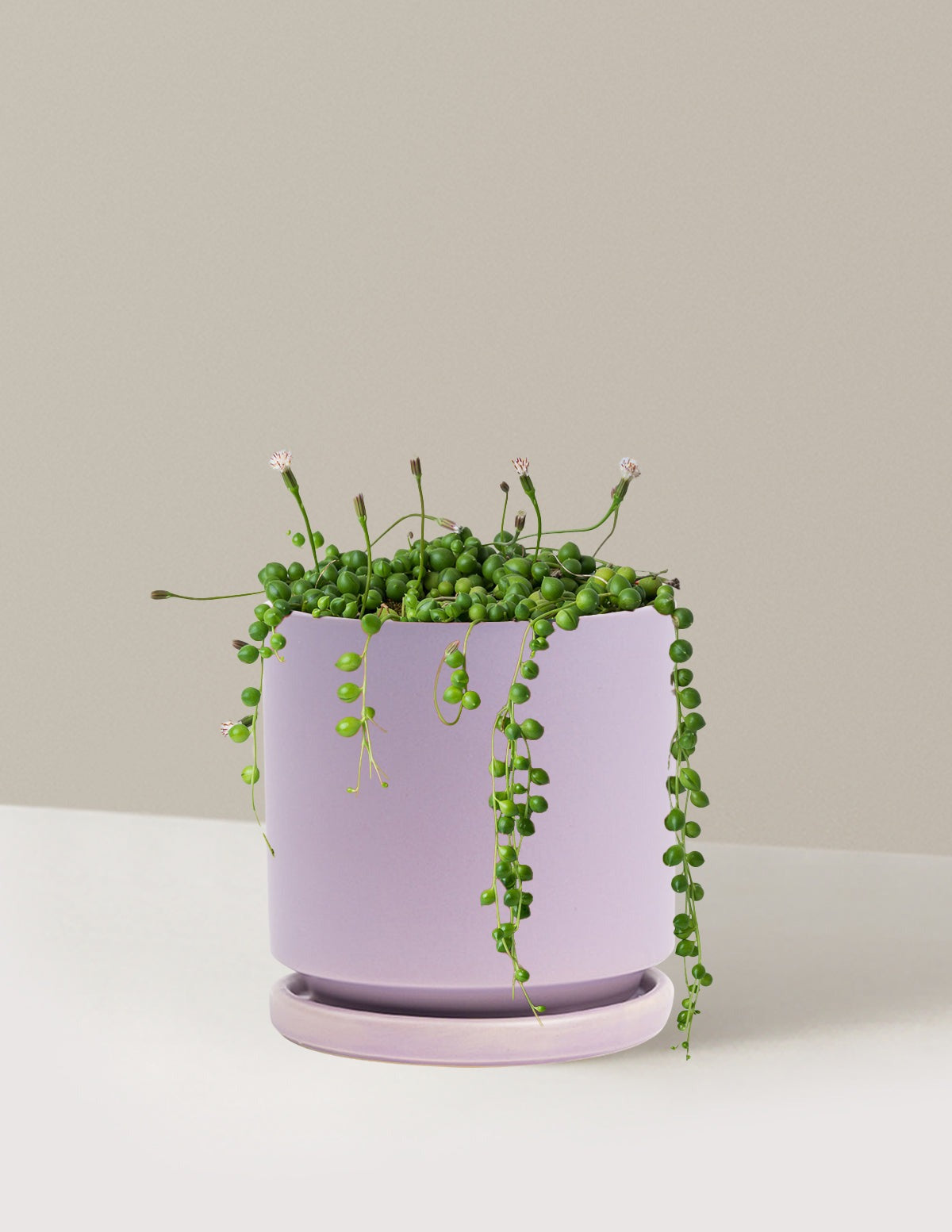 String of Pearls