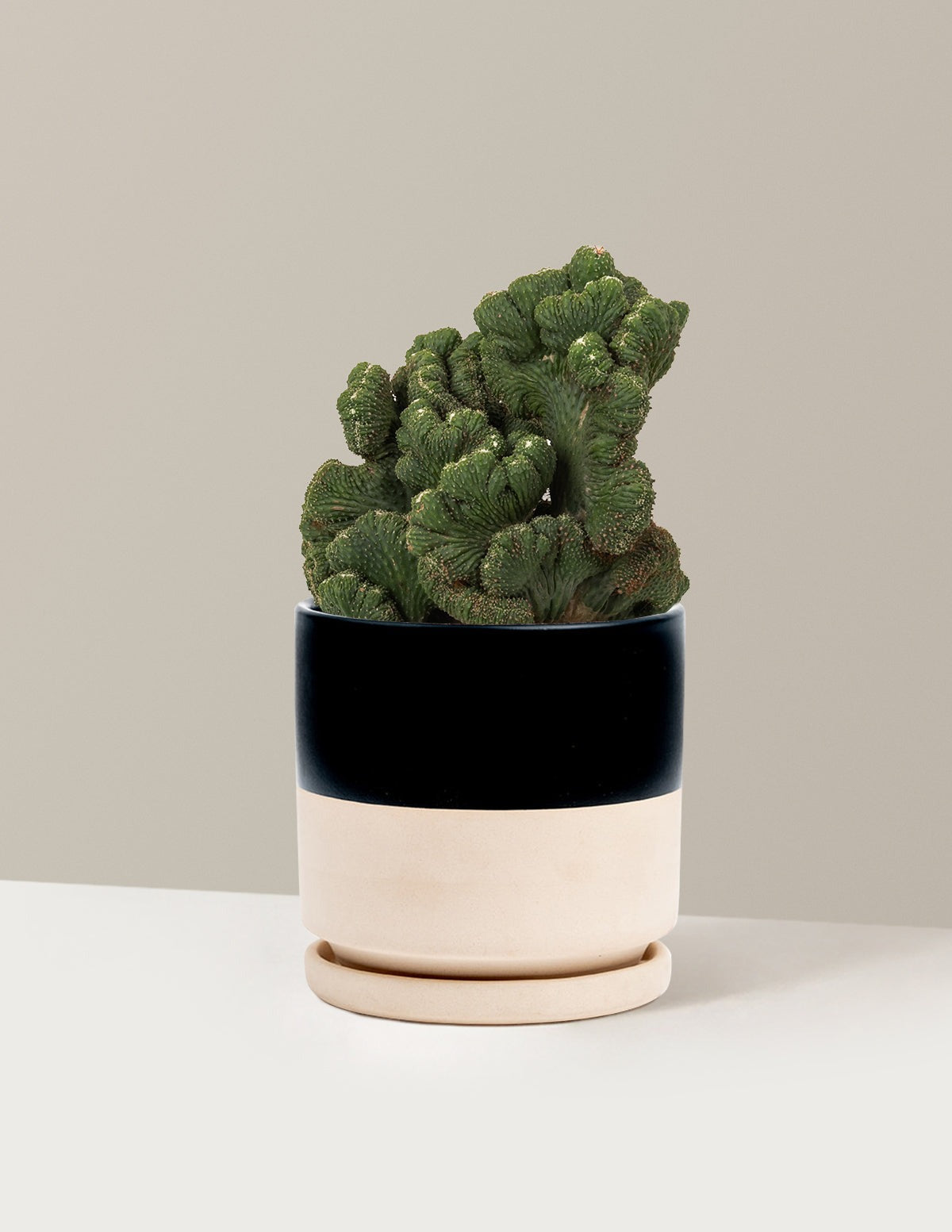 Cereus Green Coral Cactus