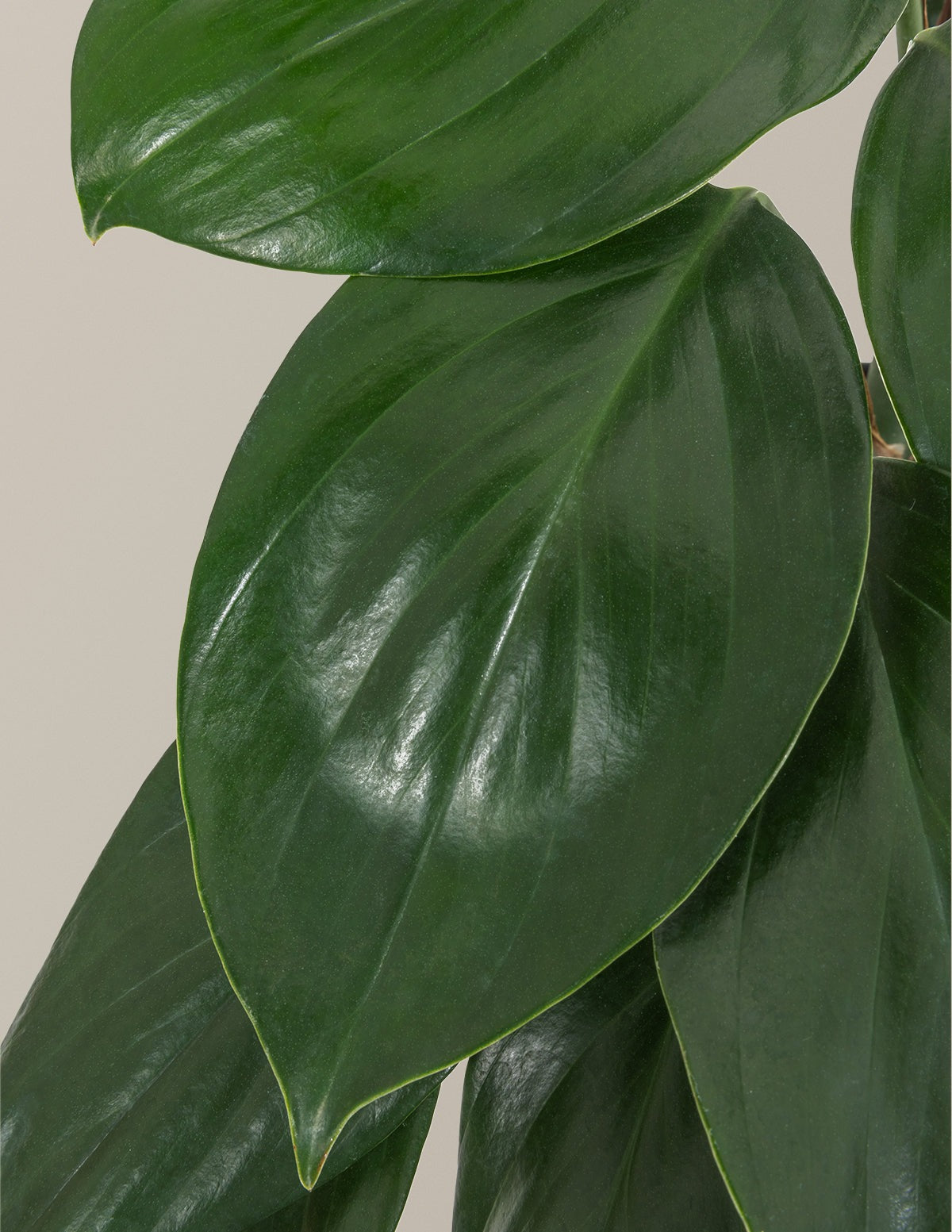 Dragon Tail Plant