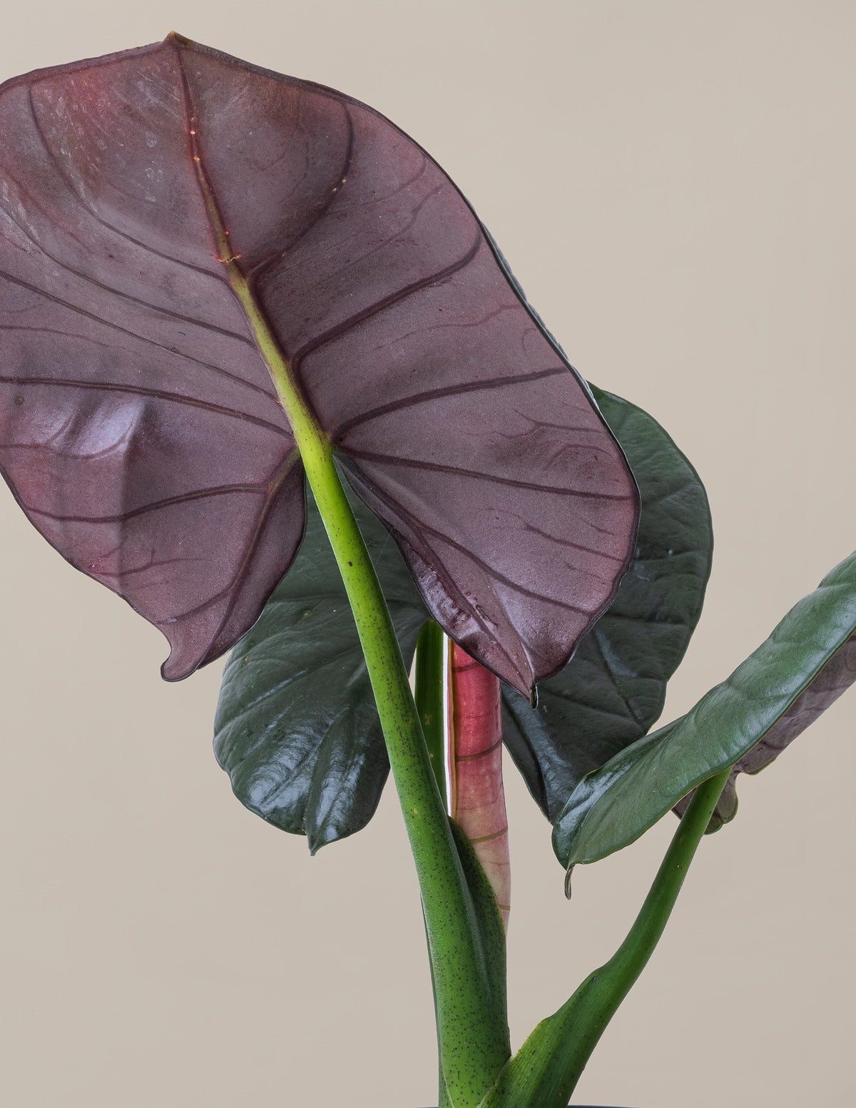 Alocasia Silver Velvet