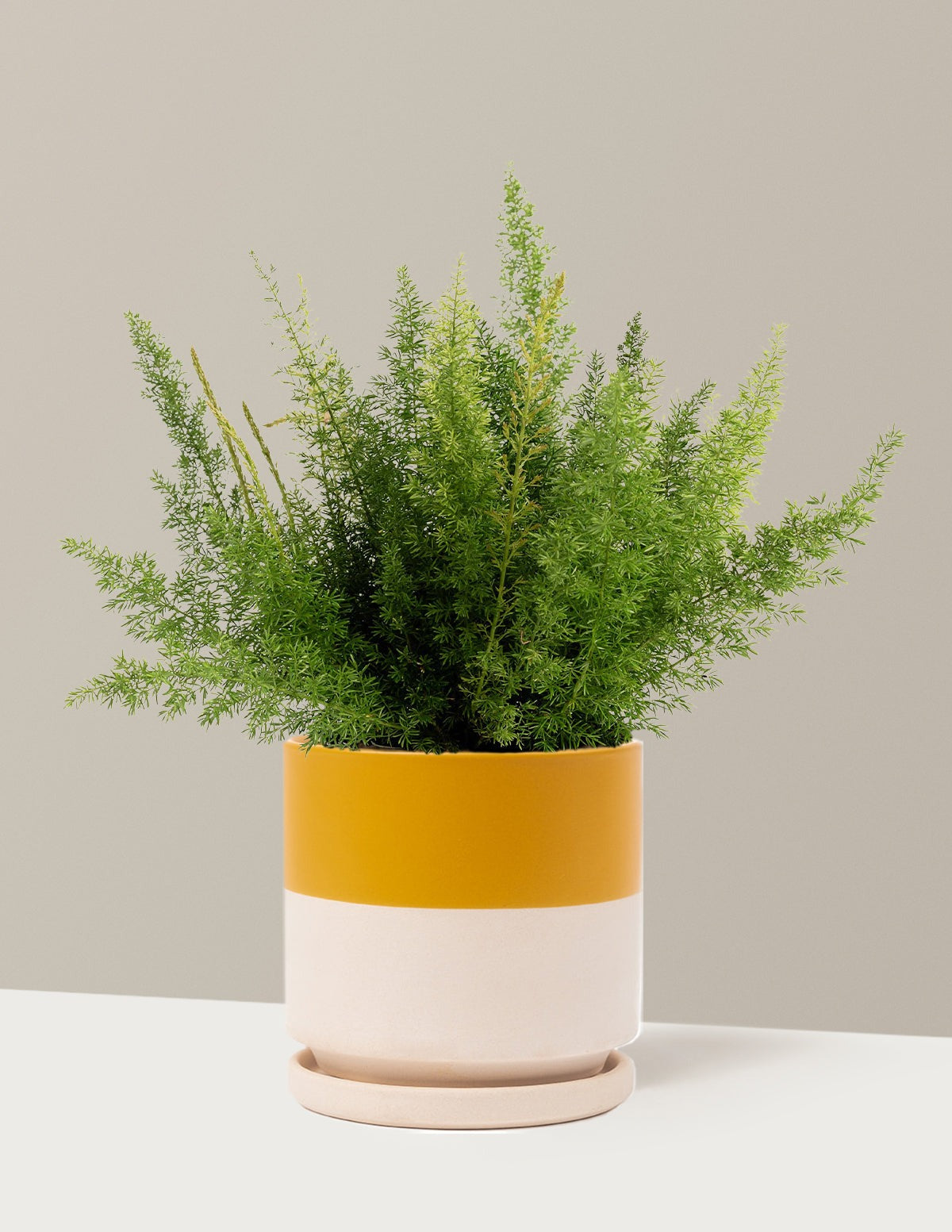 Foxtail Fern