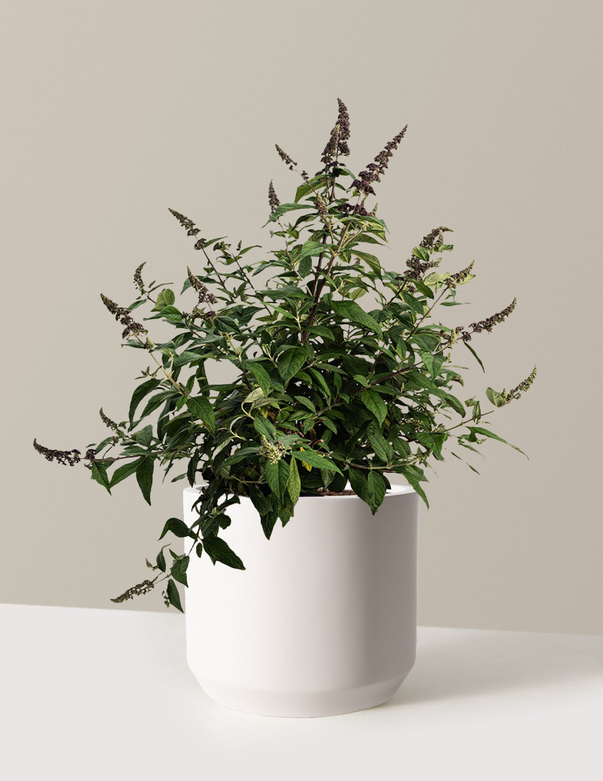 Blueberry PieTM Butterfly Bush