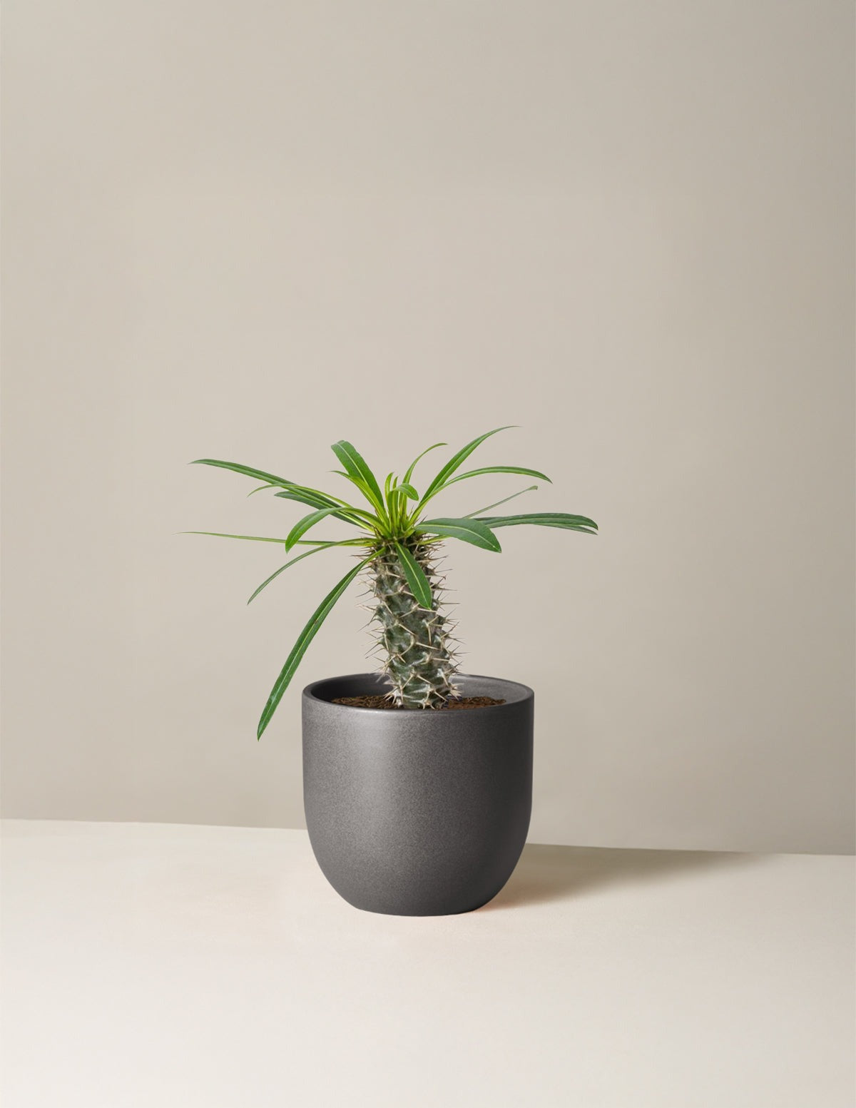 Madagascar Palm