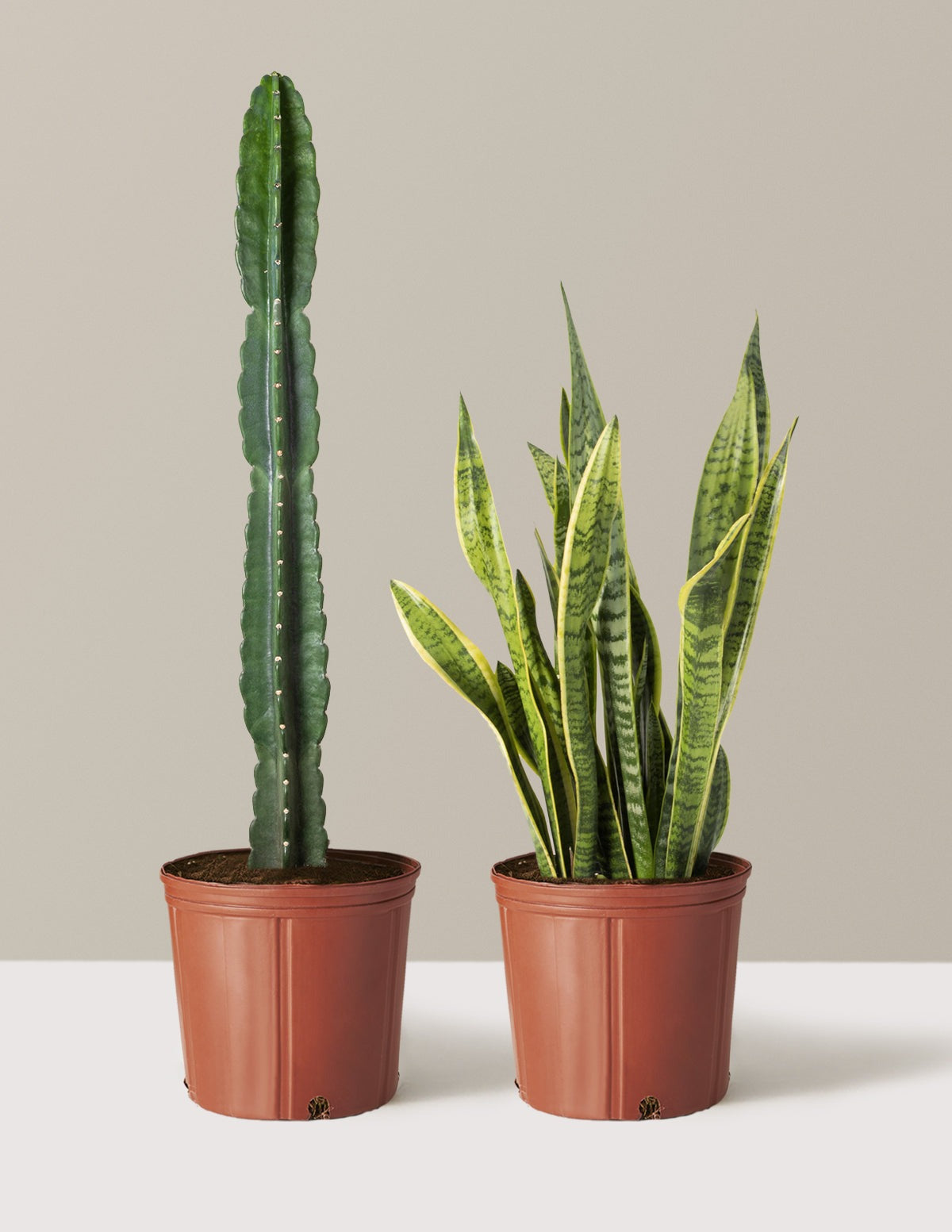 Large Set & Forget Duo