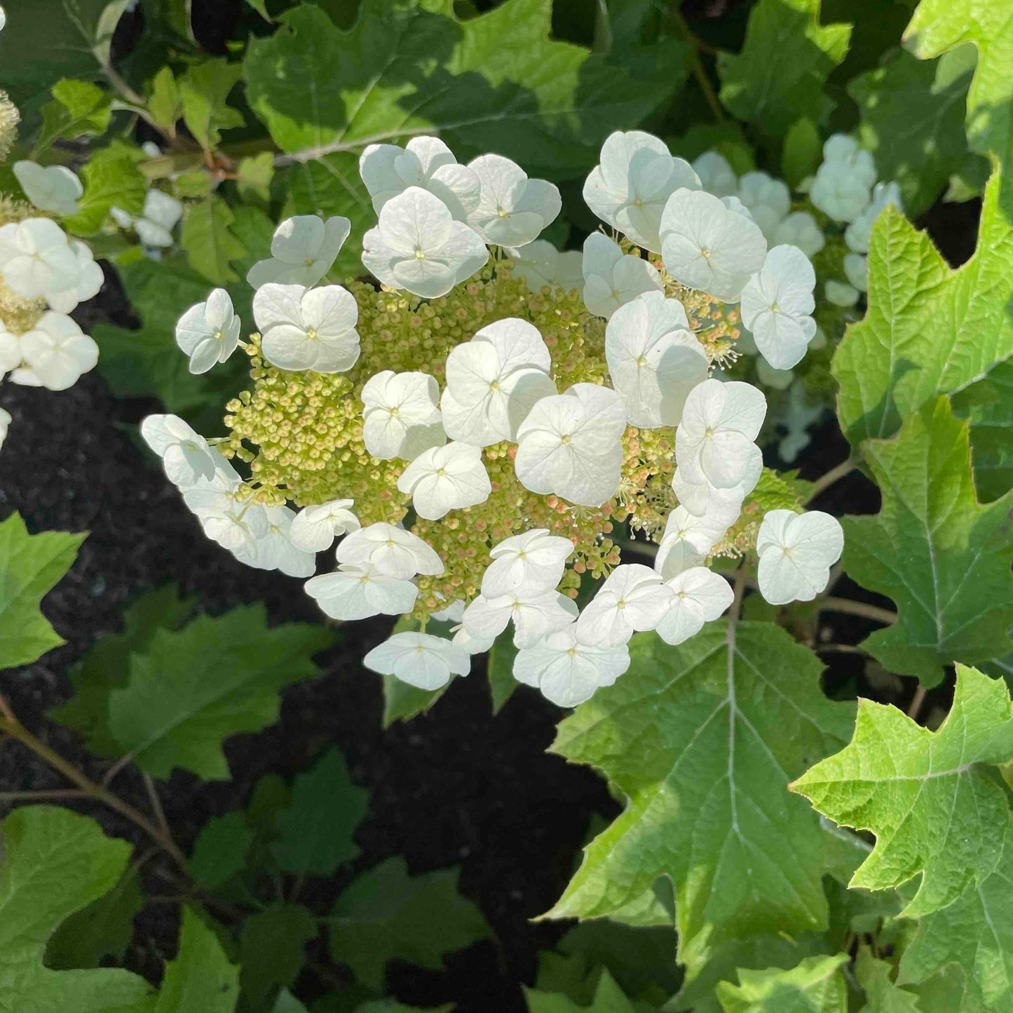Toy SoldierTM Hydrangea