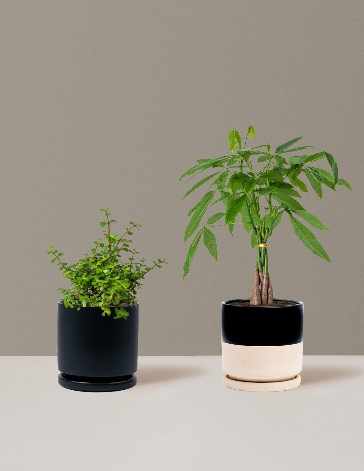 Prosperity Duo