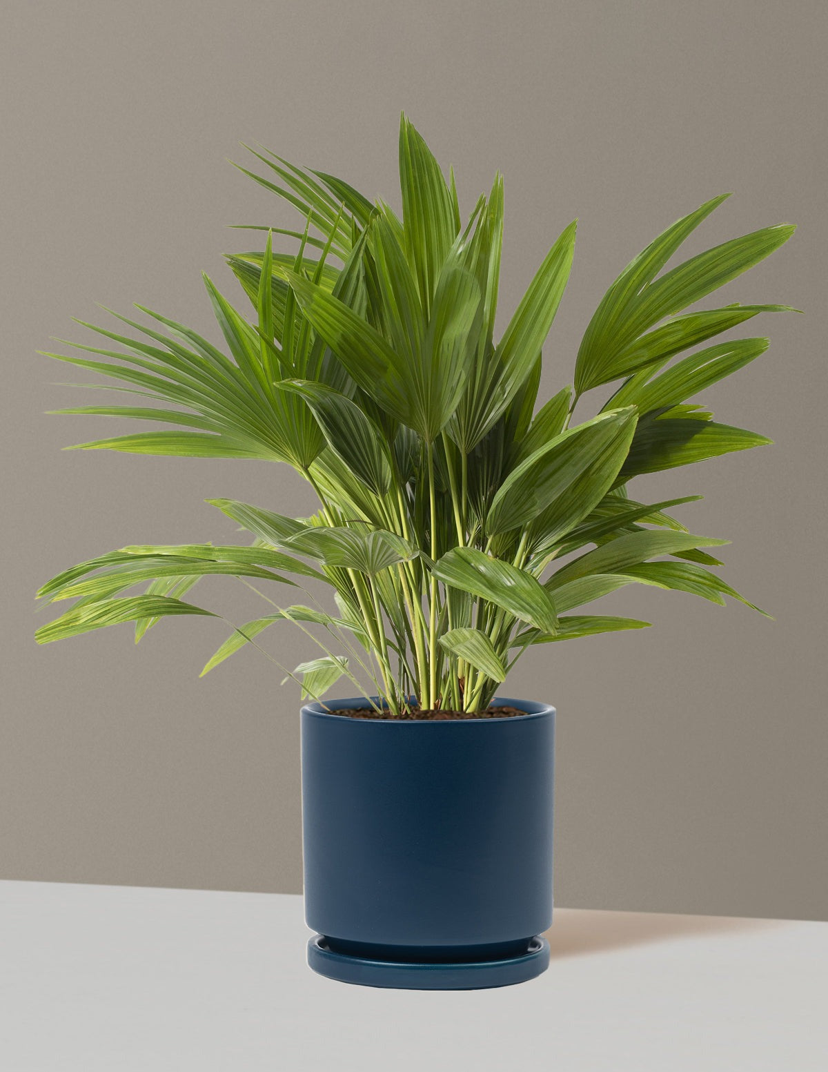 Fan Palm