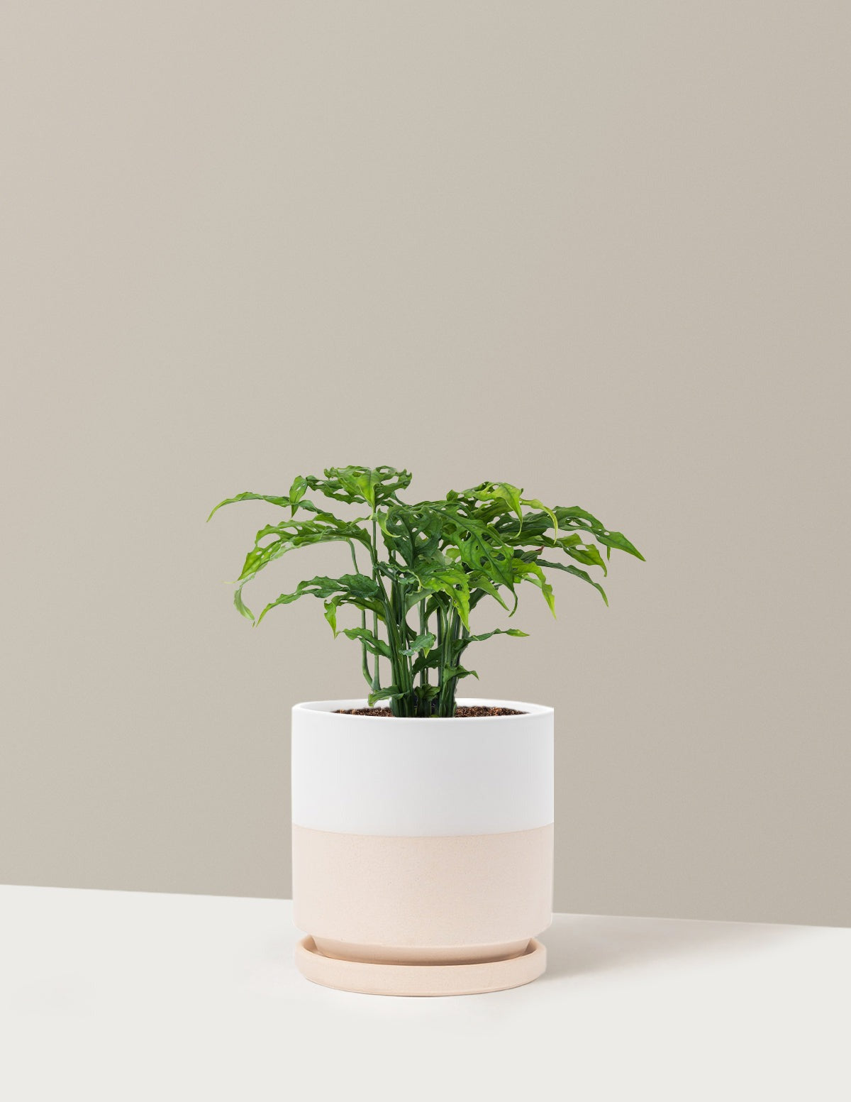 Rare Monstera Obliqua