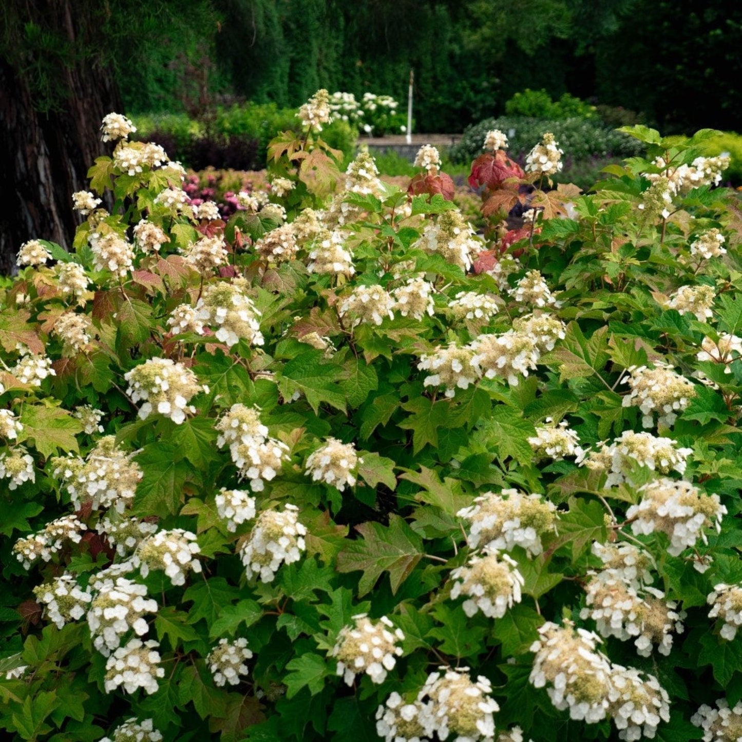 Toy SoldierTM Hydrangea