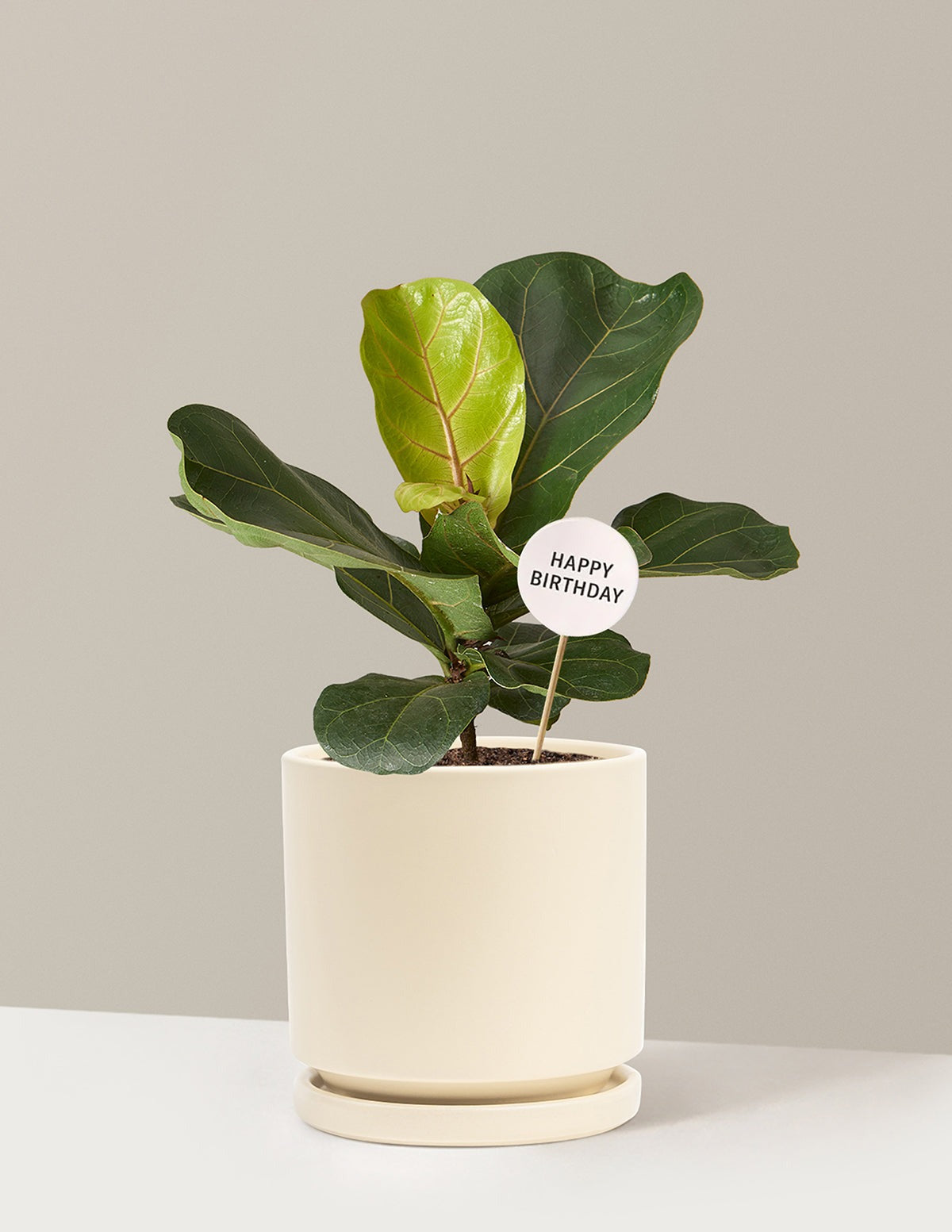 Happy Birthday Fiddle Leaf Fig Bush