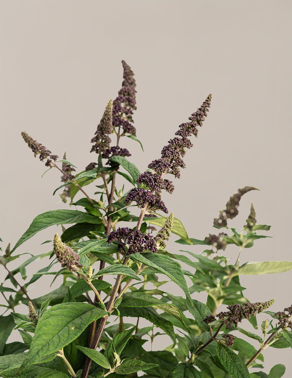 Blueberry PieTM Butterfly Bush