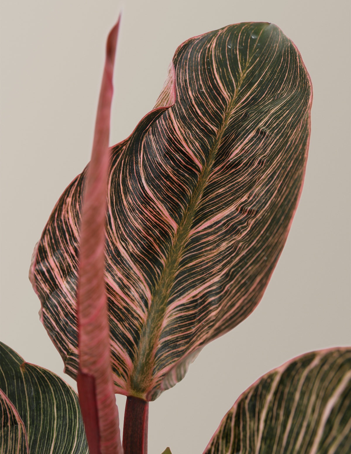 Philodendron Pink Bikini