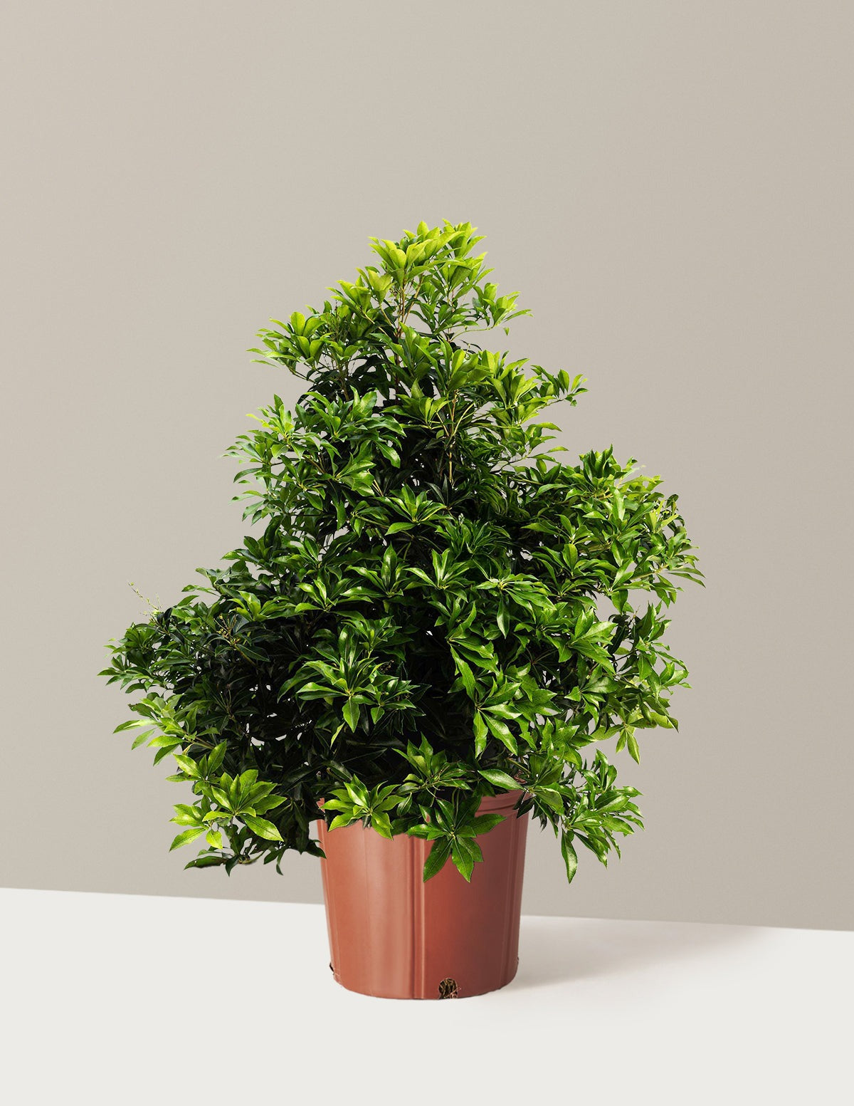 Enchanted Forest® River RunTM Pieris