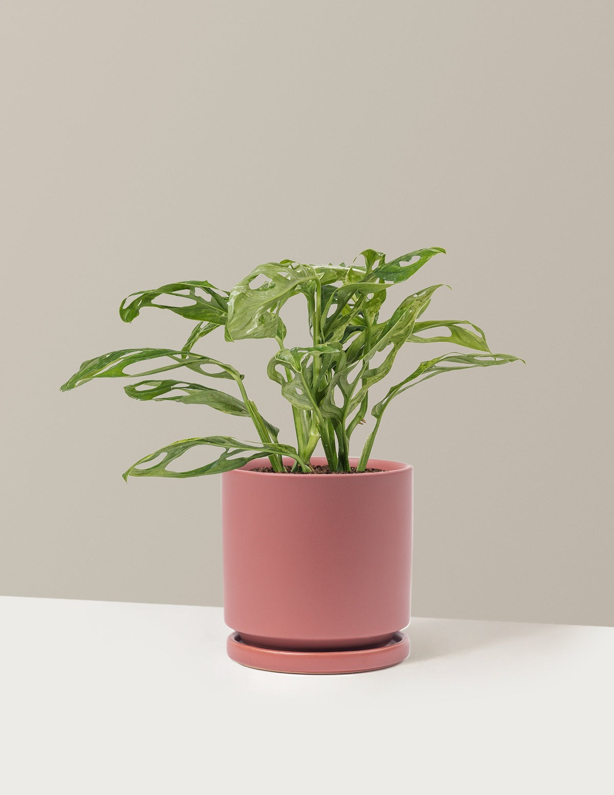 Monstera Adansonii Mint
