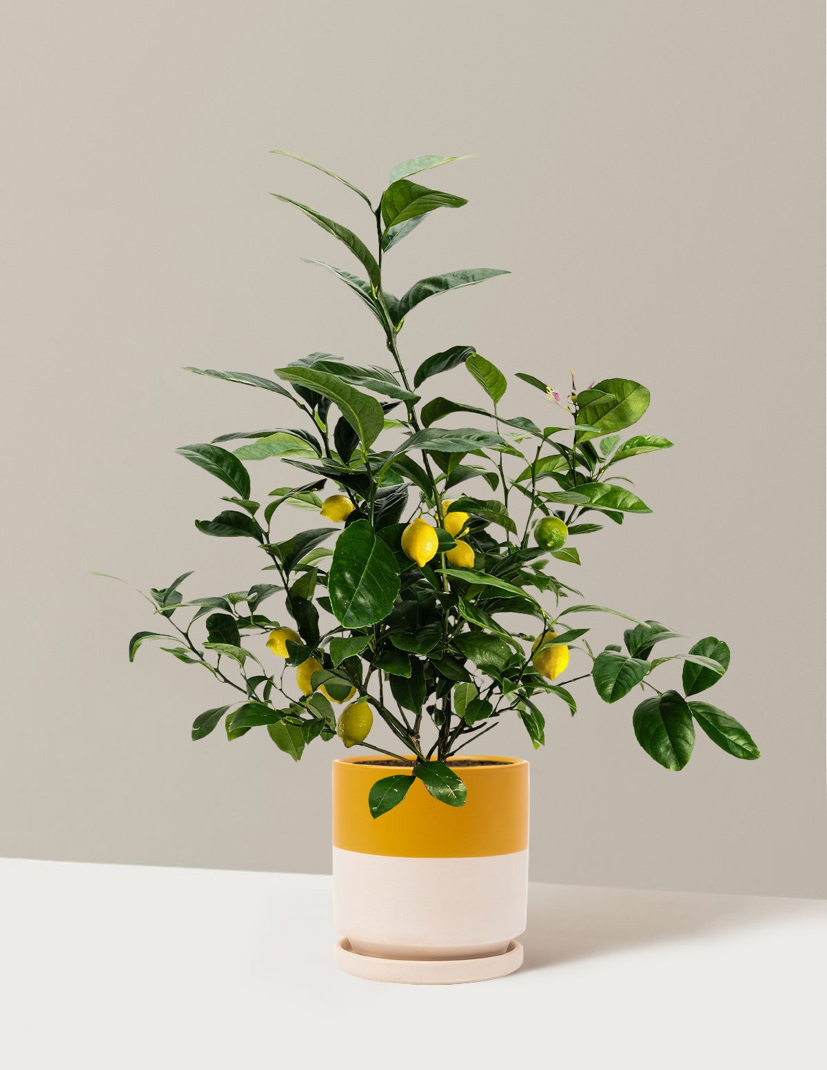 Meyer Lemon