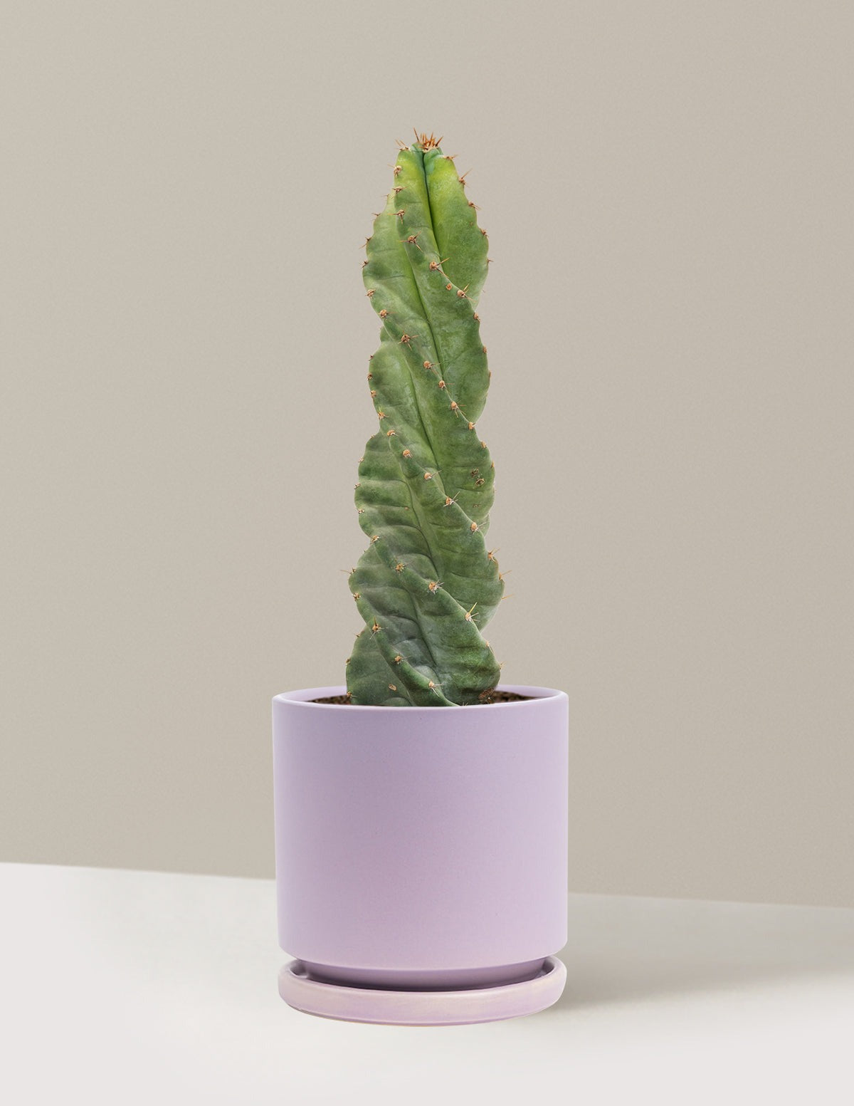 Spiral Cactus