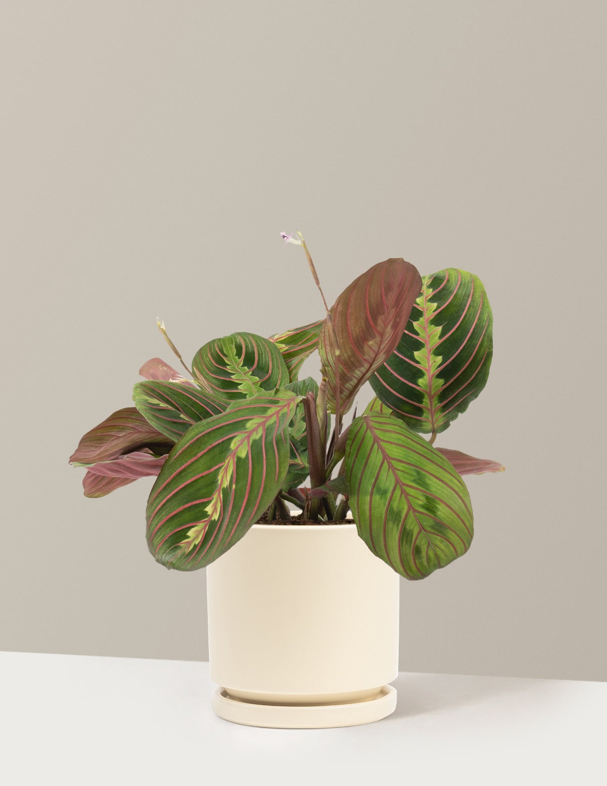 Red Prayer Plant