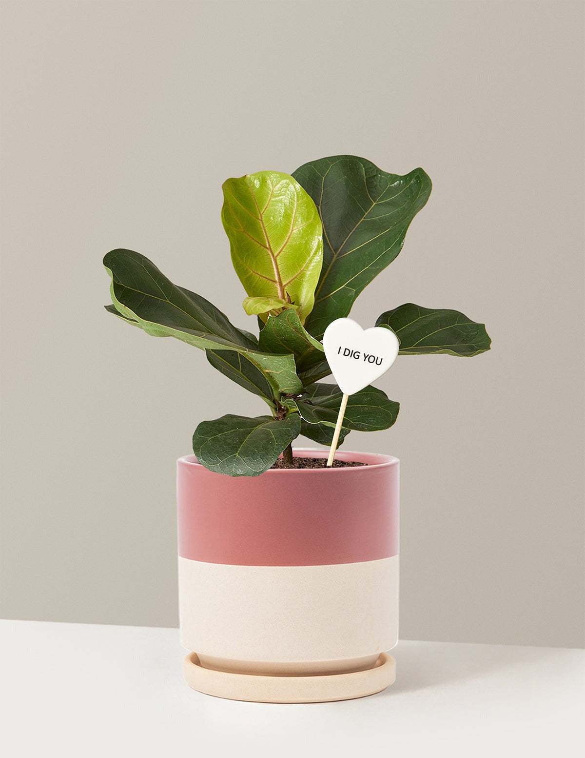 I Dig You Fiddle Leaf Fig Bush