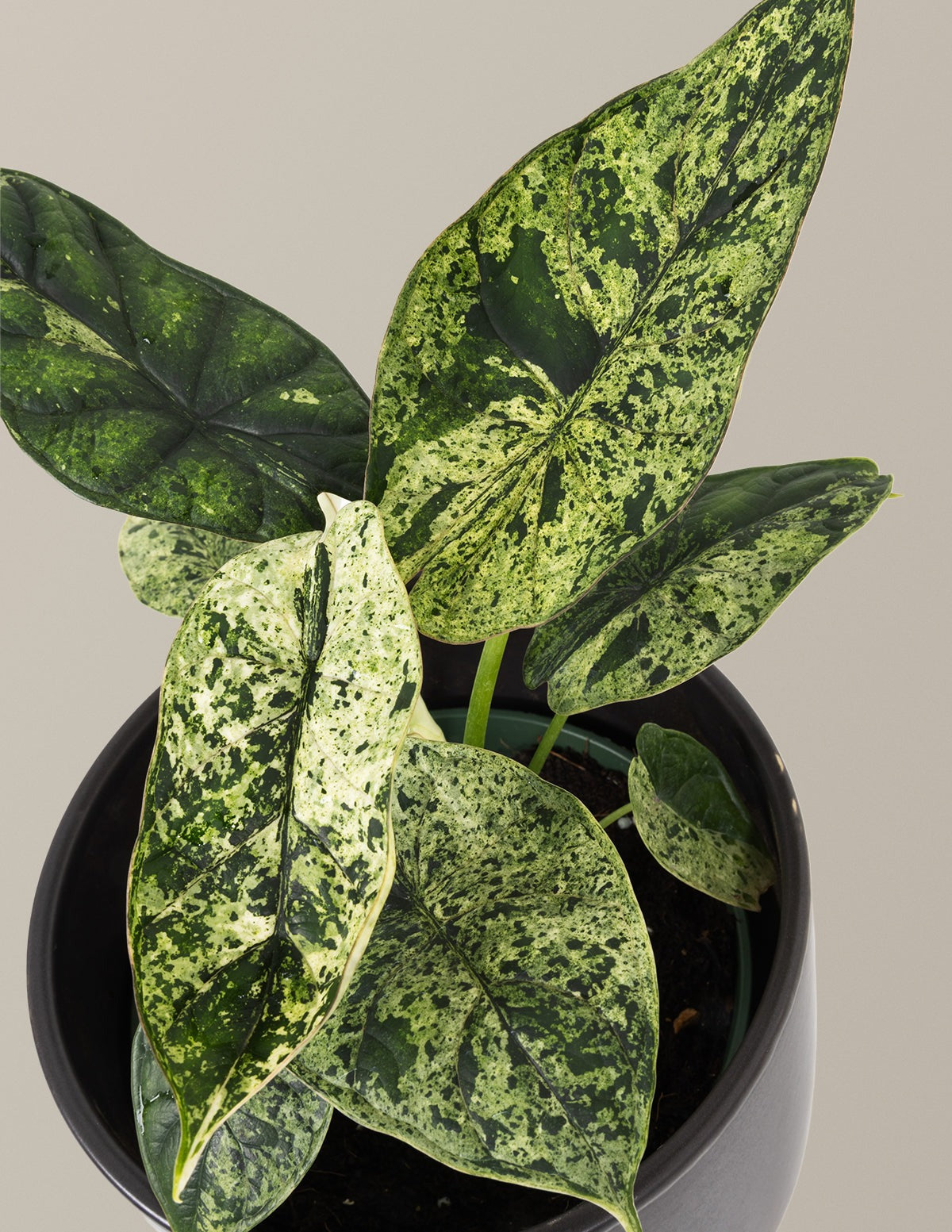 Alocasia Green Mint