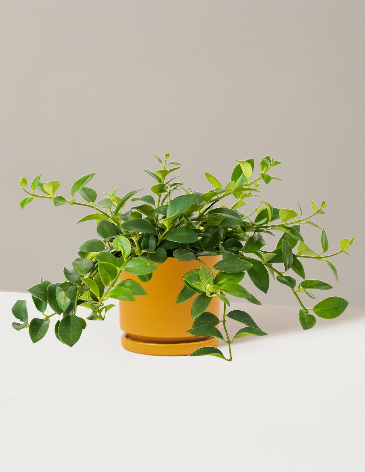 Lipstick Plant