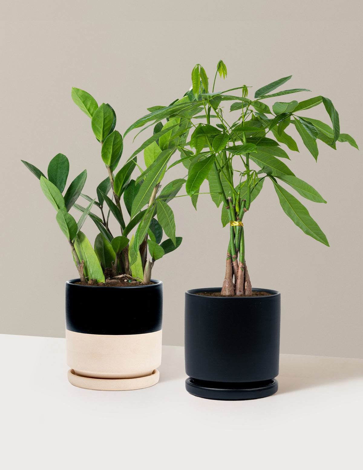 The Easy Care Duo