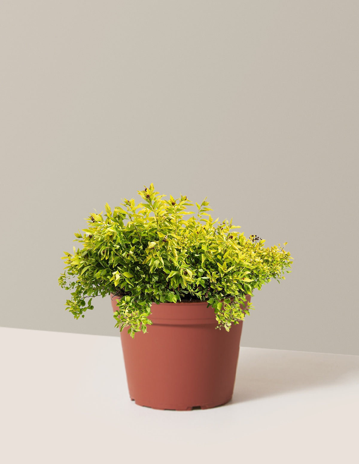 Pineapple Poprocks® Spiraea