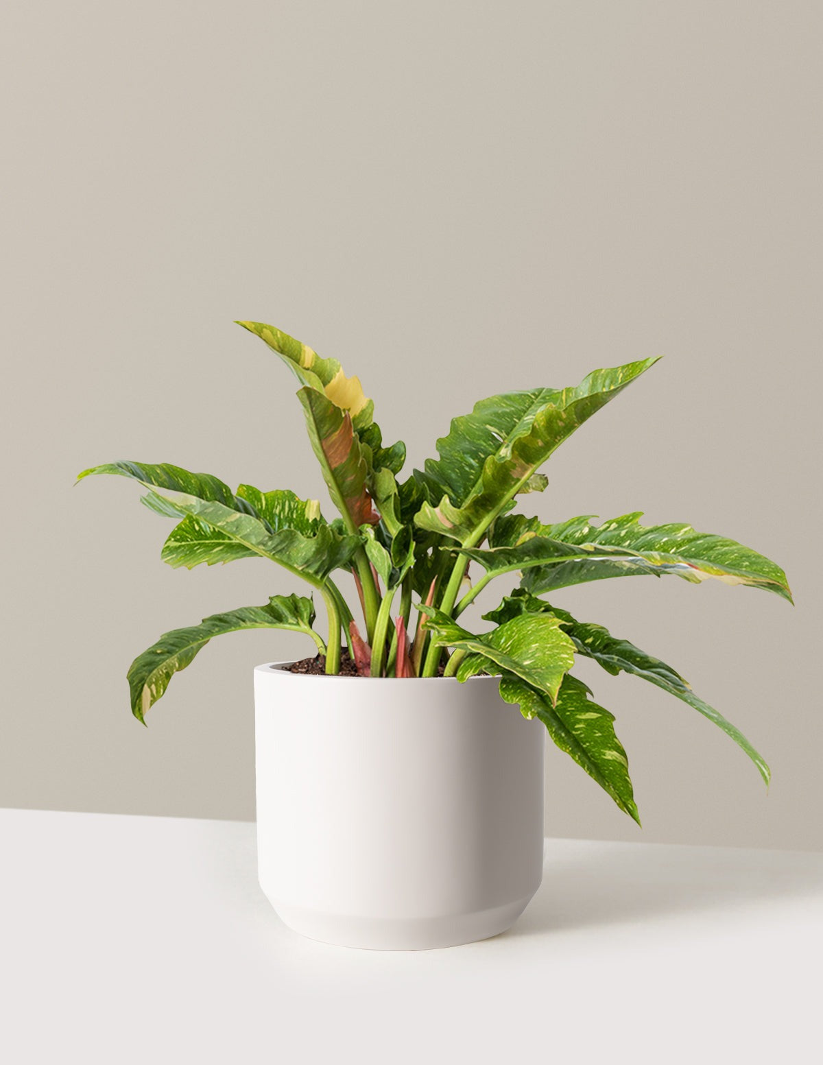 Philodendron Ring of Fire