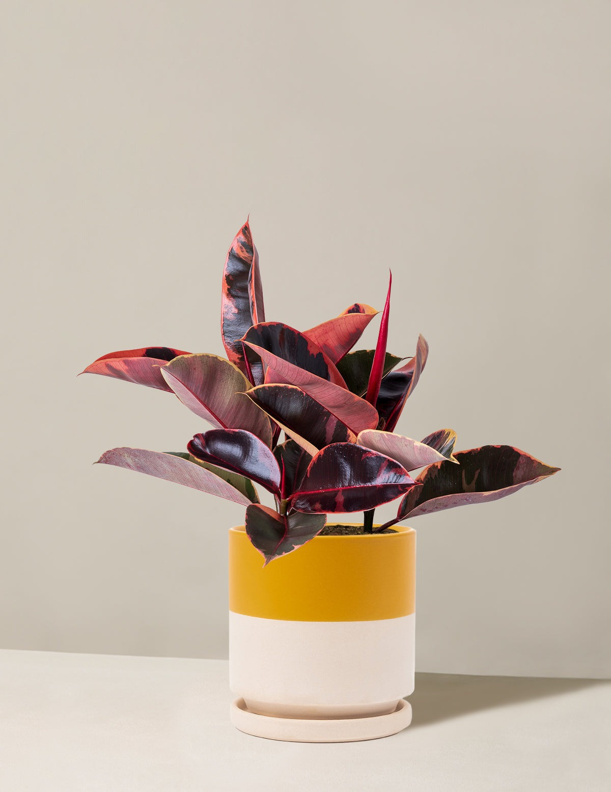 Ficus Ruby