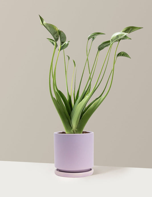 Alocasia Tiny Dancer