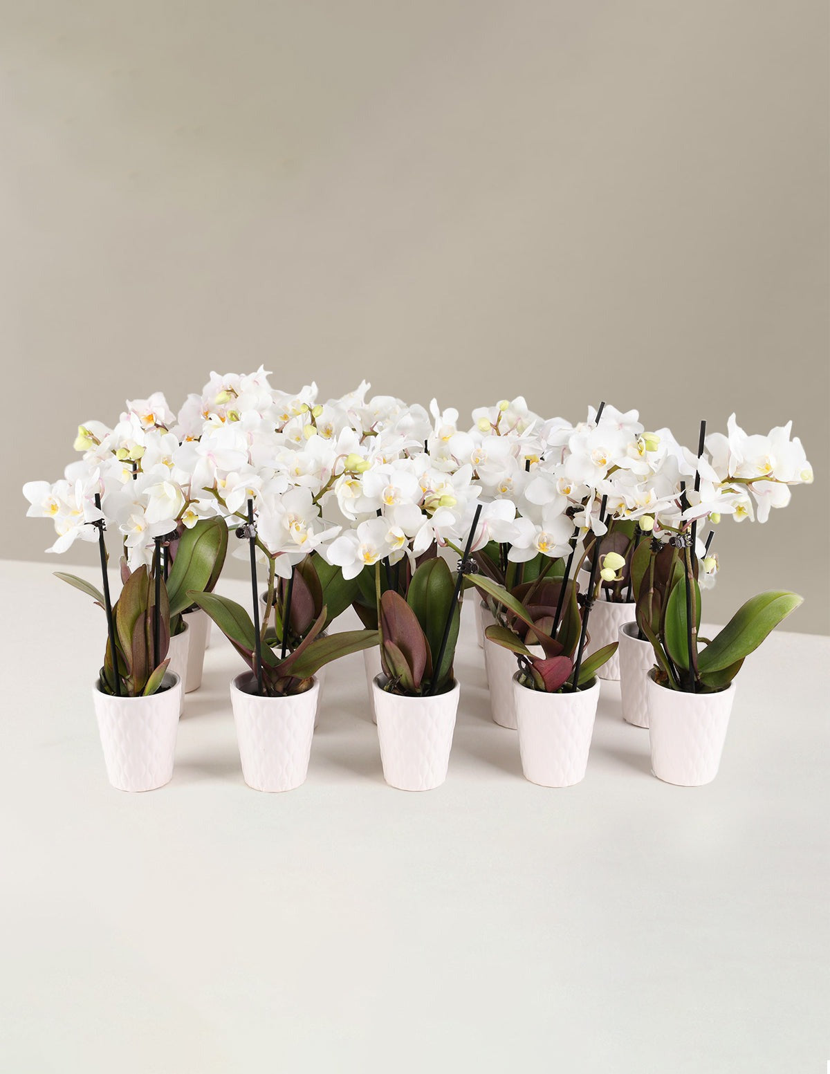 Mega Mini Orchid Party Pack, 20